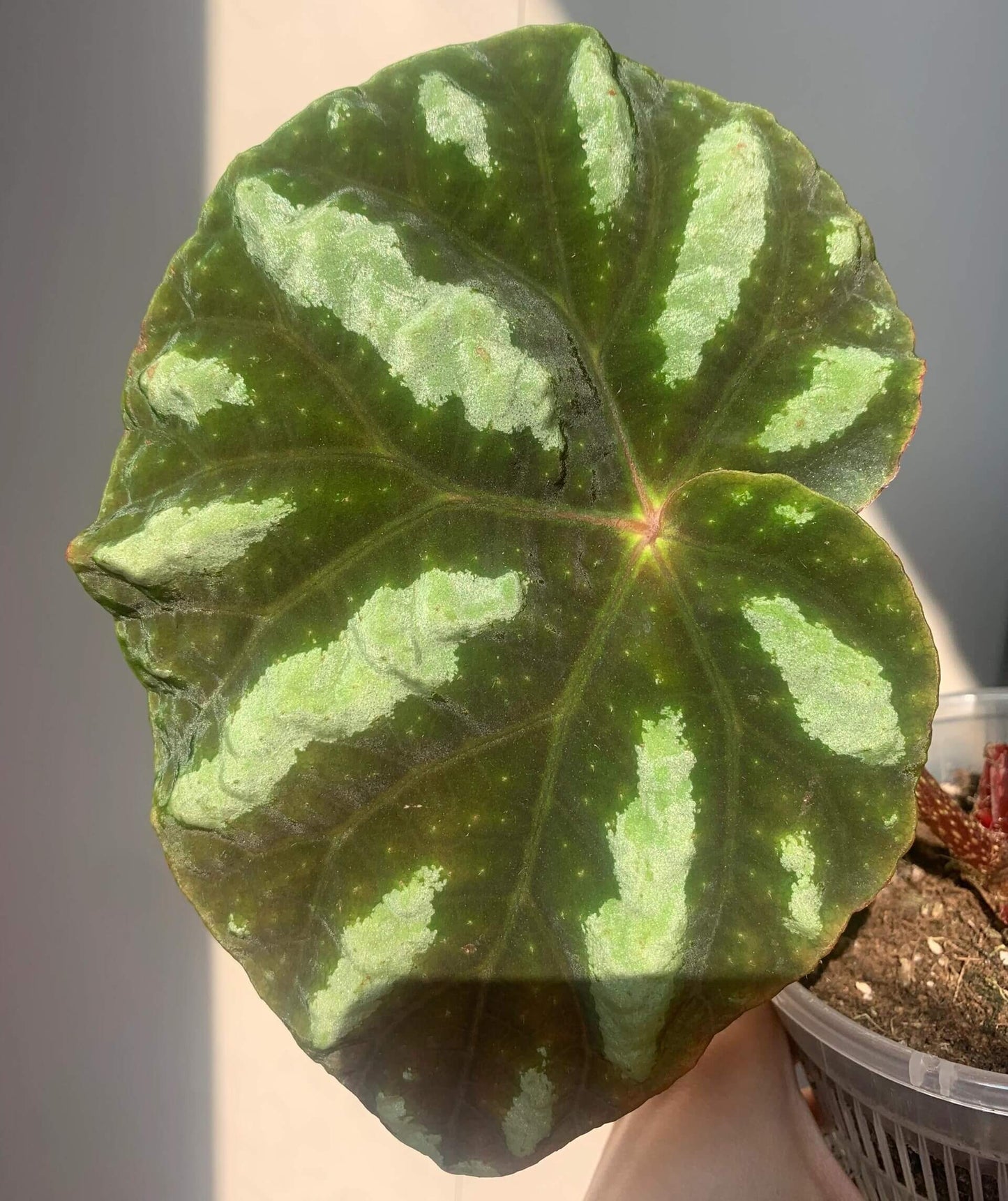 Begonia balansana is a charming Begonia species native to the mountainous regions of northern Vietnam, particularly around Mount Ba Vi. Known for its distinctive foliage and adaptability, this plant is perfect for plant collectors and enthusiasts looking to add a beautiful, unique species to their collection.