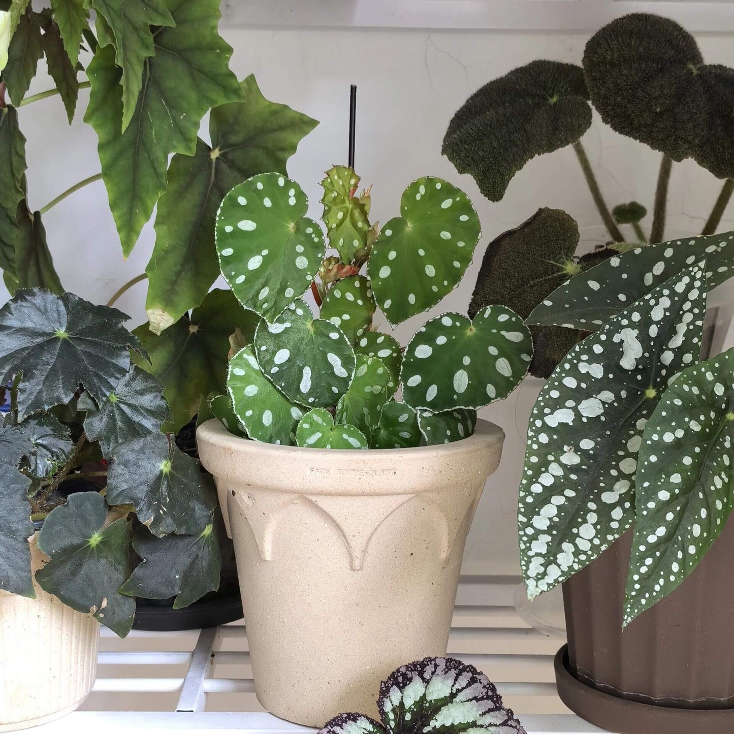 Origin: Native to Malaysia, Begonia jiewhoei thrives in tropical, subtropical environments. Known for its distinct, attractive foliage, this species is perfect for collectors and plant enthusiasts who appreciate unique, ornamental begonias. Features: Leaves: The plant boasts asymmetrical leaves that are a deep green, adorned with striking white or silver oval spots. The leaves also feature a delicate silver edge, enhancing their visual appeal.