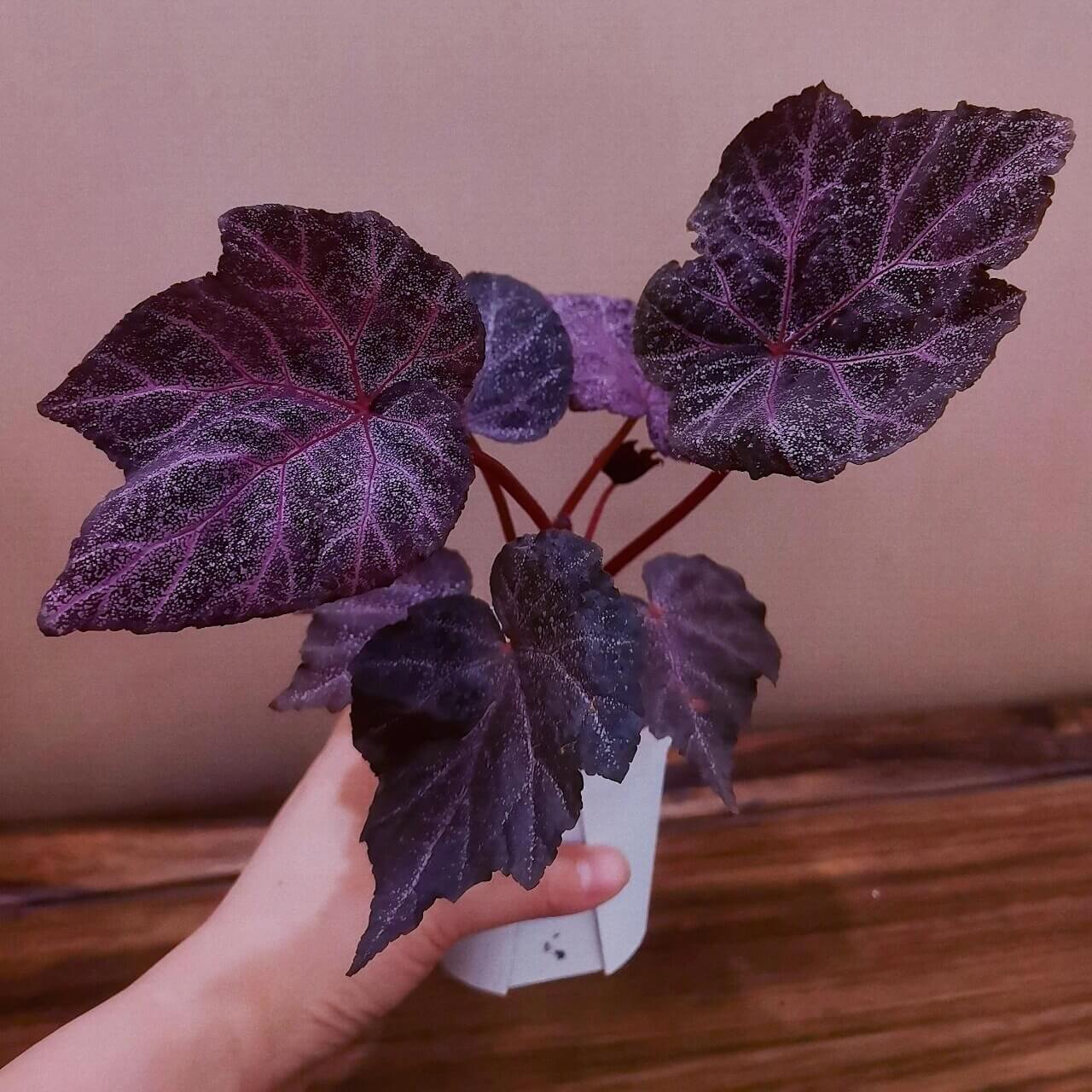 Begonia Robin is a striking plant with deep, dark-colored leaves, featuring vibrant purple-red veins. The leaves are sprinkled with star-like spots, giving it a unique appearance. Under low light conditions, the leaves will reflect a beautiful bluish hue, adding an extra layer of charm.