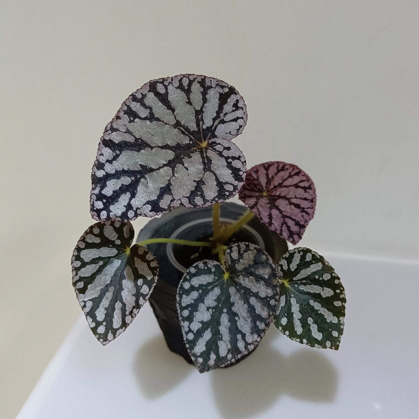 Begonia Silver Dollar is a highly sought-after begonia variety, admired for its unique leaf patterns and colors. The leaves are nearly round and feature a beautiful silver surface with green and purple markings, resembling a silver coin—hence the name. This striking foliage adds an elegant touch to any indoor garden or plant collection.