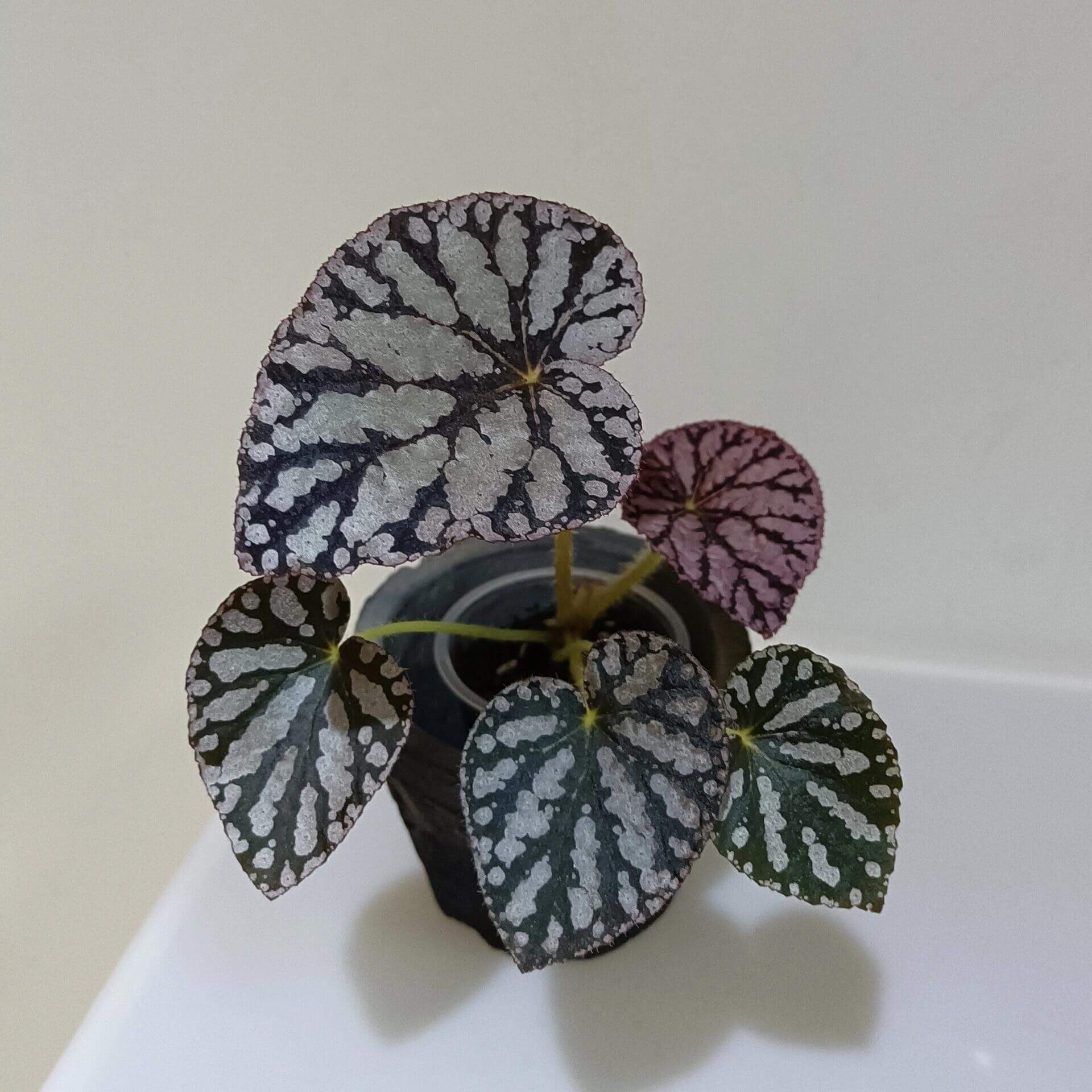 Begonia Silver Dollar is a highly sought-after begonia variety, admired for its unique leaf patterns and colors. The leaves are nearly round and feature a beautiful silver surface with green and purple markings, resembling a silver coin—hence the name. This striking foliage adds an elegant touch to any indoor garden or plant collection.