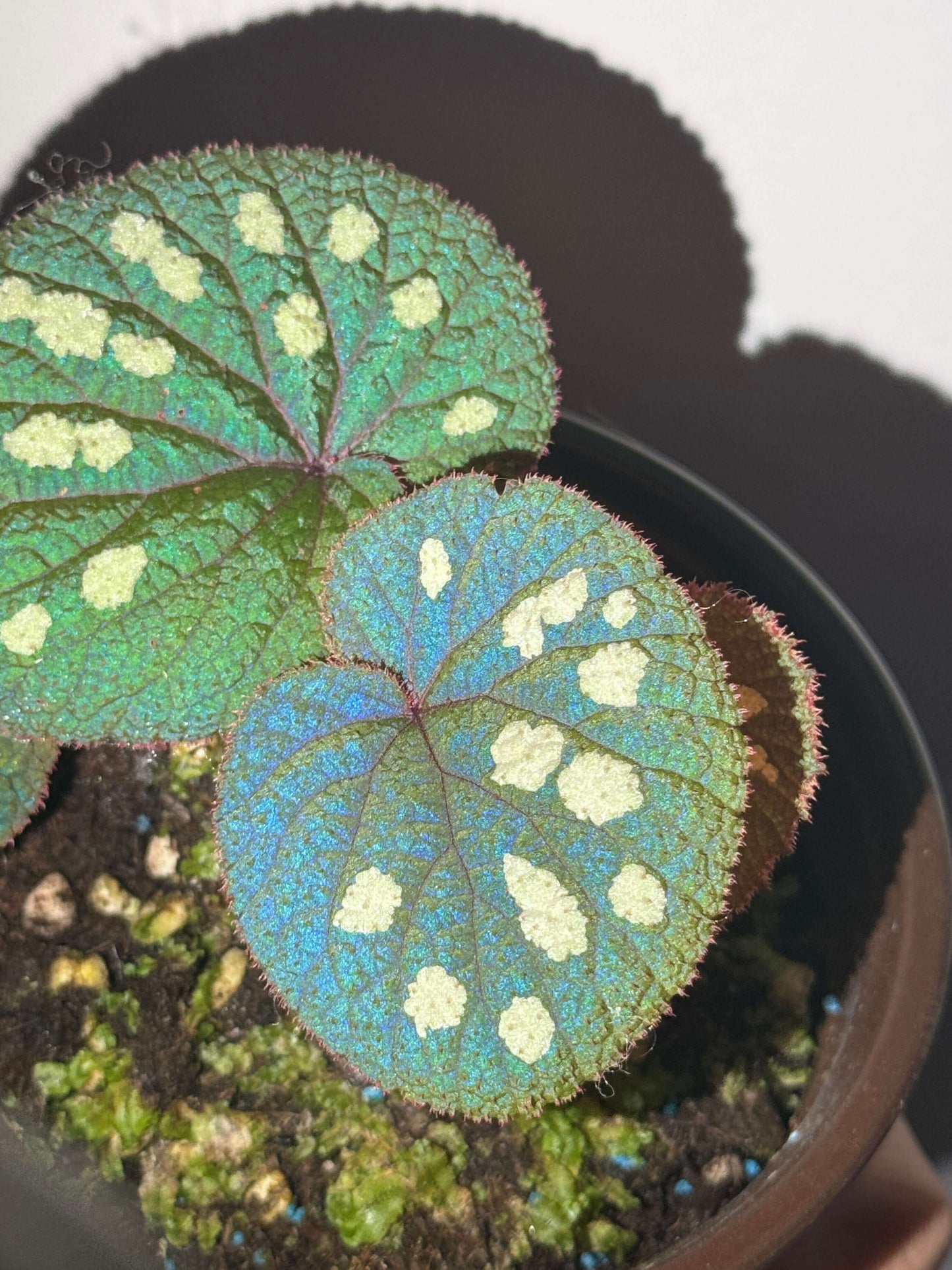 Begonia gulinqingensis is a rare and exquisite species native to China, known for its stunning green leaves adorned with distinctive white spots. This unique begonia thrives in the cool, humid conditions found at an altitude of approximately 1,730 meters in forested meadows. The plant flourishes in an environment with a temperature of around 16.9°C (62.4°F) and high humidity levels of over 85%.