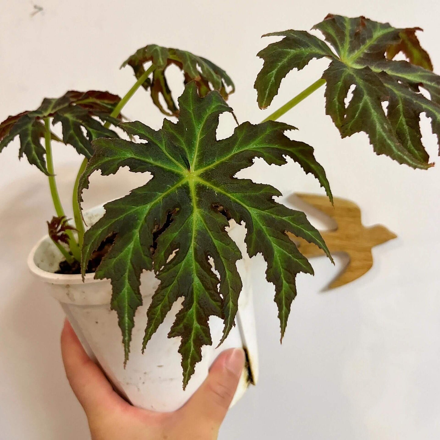 Begonia rubropunctata is a stunning and rare begonia species native to the Yunnan province of China. Known for its distinctive dark green leaves speckled with vibrant red spots, this begonia is a must-have for collectors and plant enthusiasts. Its unique foliage and manageable size make it a perfect addition to any indoor space, terrarium, or greenhouse.