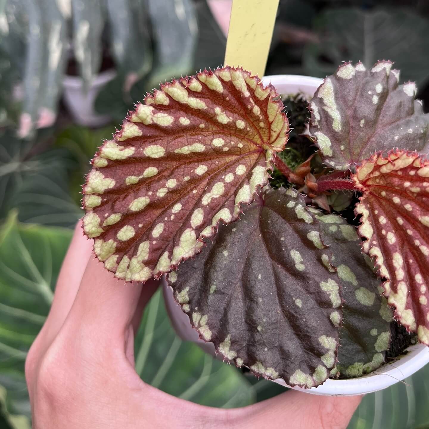 Begonia promethea, also known as Begonia beccarii, is a rare and stunning species native to the Bau District in Sarawak, Malaysia, and the Bengkayang Regency in West Kalimantan, Indonesia. Known for its unique foliage and growth habit, this begonia is a true gem for plant enthusiasts.