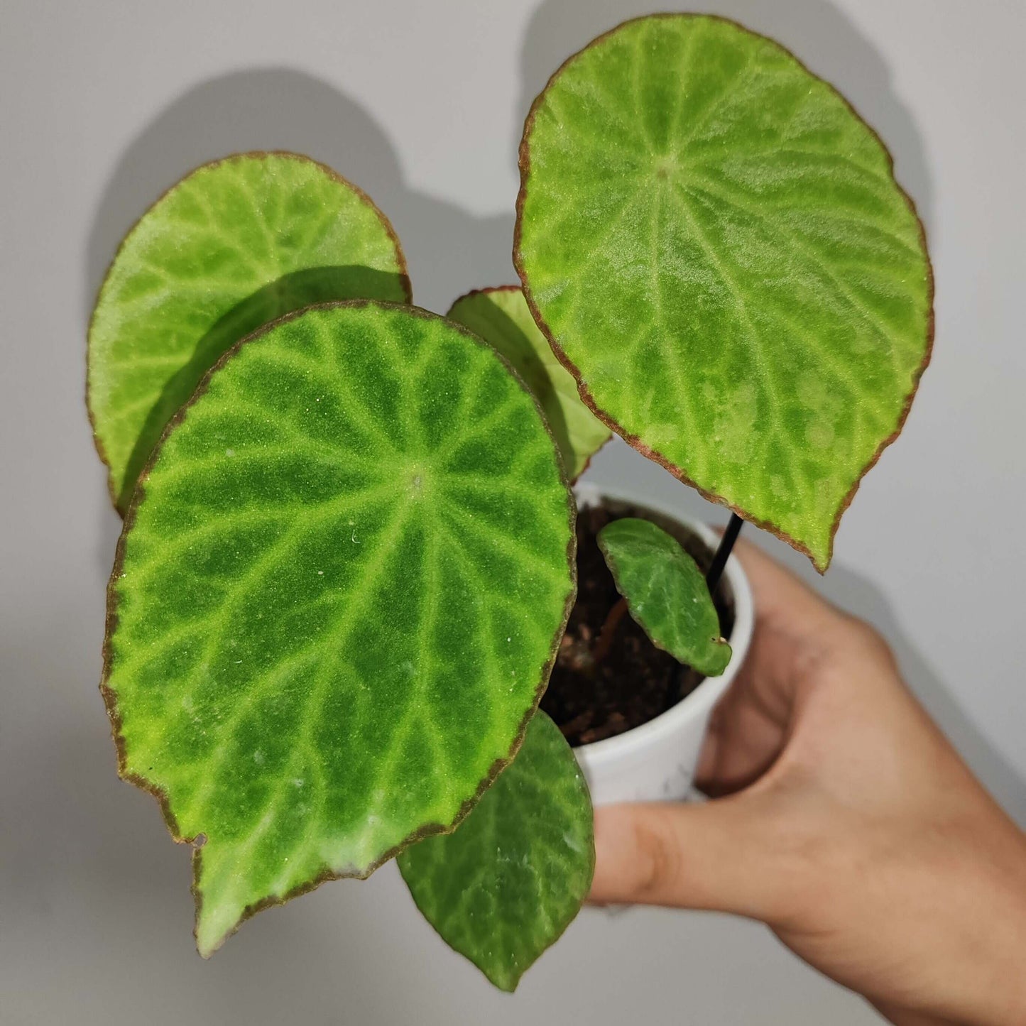 Begonia scapigera is a captivating species native to Cameroon, Central Africa. Renowned for its striking foliage and vibrant blooms, it’s a must-have for collectors and plant enthusiasts. With its unique umbrella-shaped leaves and bright yellow flowers, this begonia adds a touch of elegance and exotic charm to any collection.