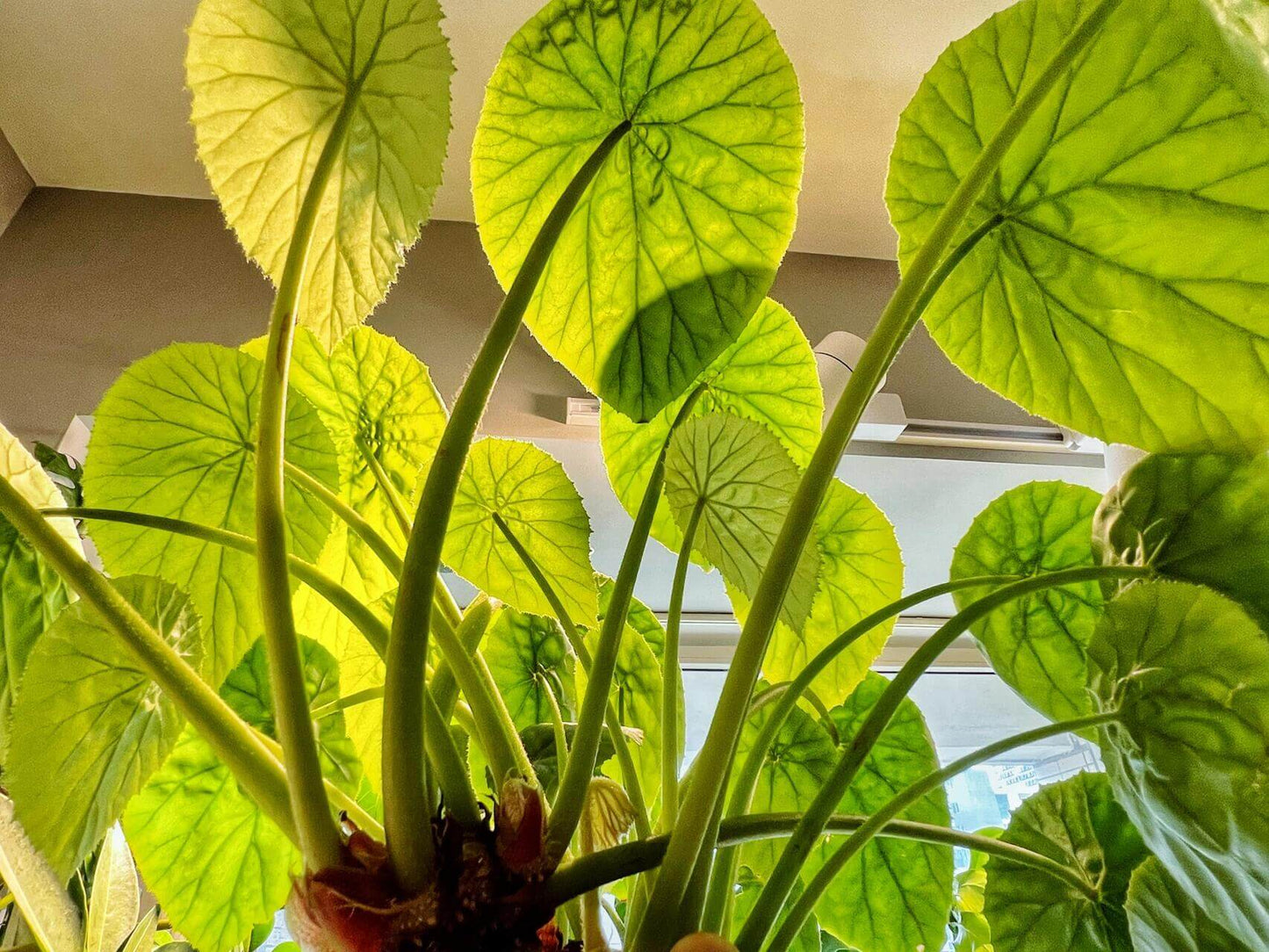 Begonia nelumbiifolia, also known as the Lilypad Begonia, is a stunning and unique begonia species native to regions from southern Mexico to Colombia. Known for its large, glossy green leaves that resemble lilypads, this begonia brings a tropical and elegant touch to any plant collection. With its eye-catching foliage and easy-to-care-for nature, it’s a perfect addition for both beginner and seasoned plant enthusiasts.