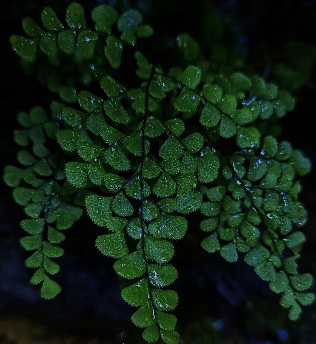 Adiantum fimbriatum, also known as the fringed maidenhair fern, is a small fern native to temperate regions of China, including Hebei, Shaanxi, Sichuan, and Yunnan. It grows at elevations of 2,700 to 3,600 meters in shaded, rocky environments like forest floors and cliff crevices. This fern is perfect for terrariums due to its preference for high humidity and bright, indirect light.
