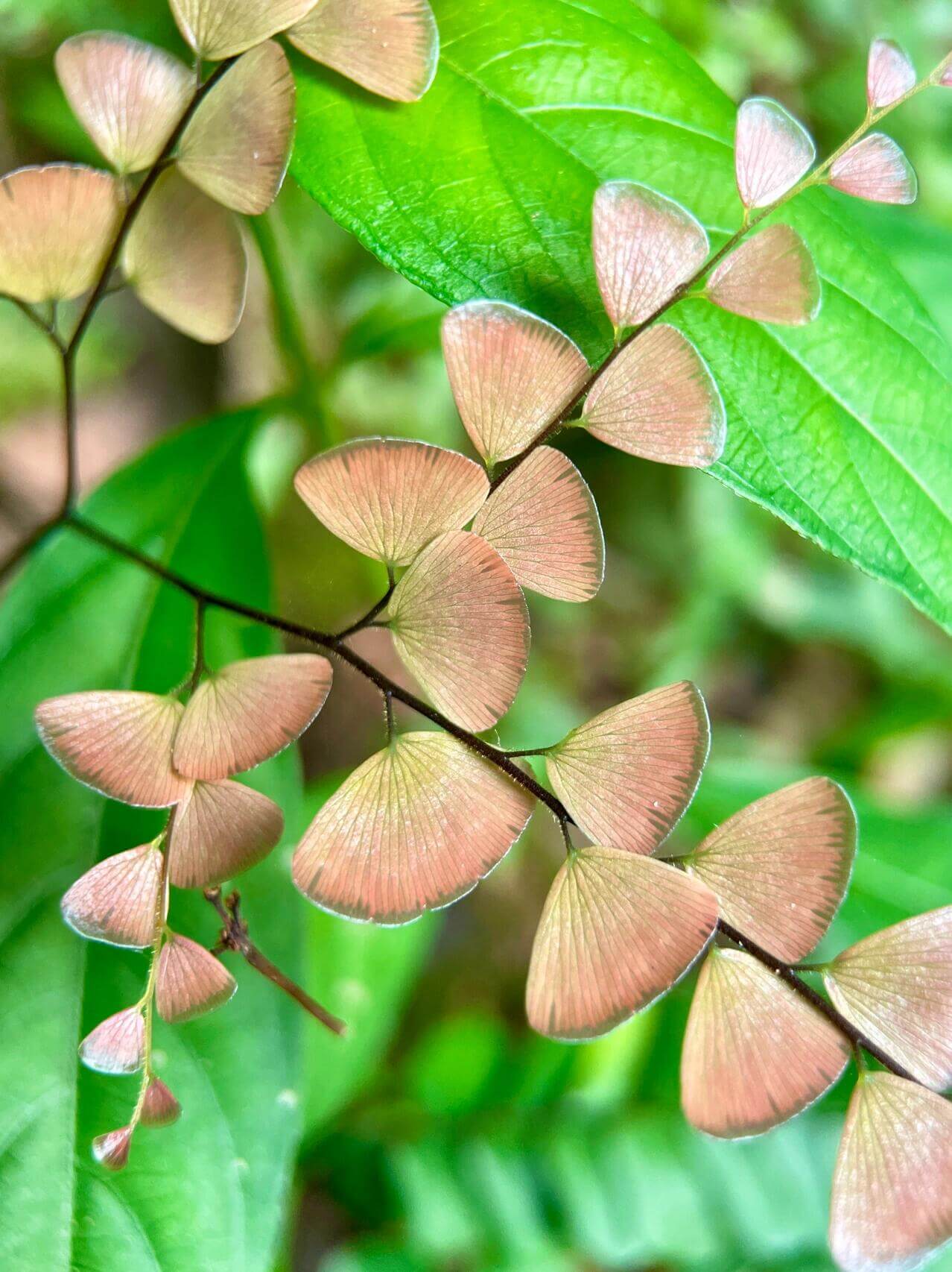 Adiantum flabellulatum is a species of maidenhair fern in the family Pteridaceae. It is native to tropical and subtropical Asia, including India, Myanmar, southern China, Taiwan, southern Japanese islands, Thailand, Vietnam, Malesia, etc. It usually grows on humus-rich ground in open forests, on forest floors, banks, or rock ledges, often in acidic or sandy loam soils. Altitude range is up to about 580 m in some parts of its range.