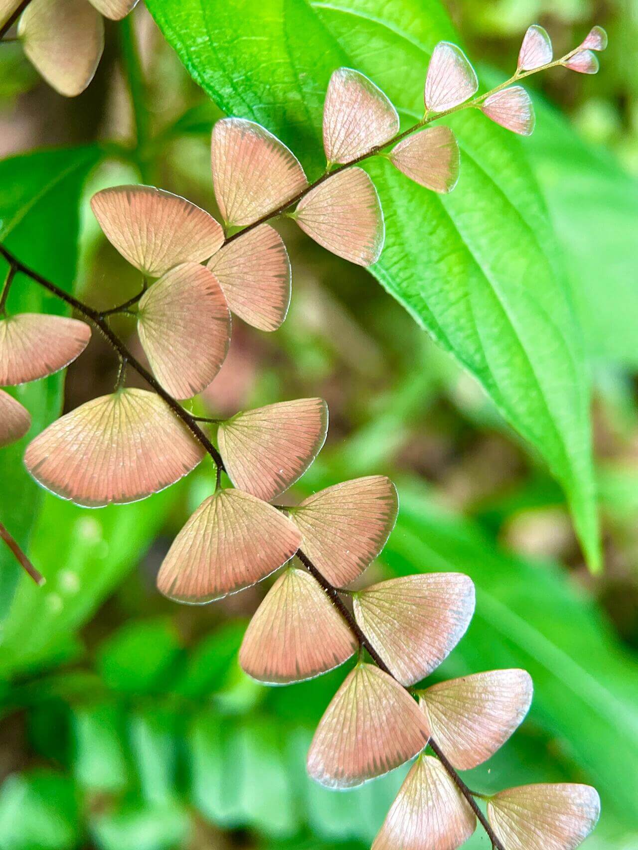 Adiantum flabellulatum is a species of maidenhair fern in the family Pteridaceae. It is native to tropical and subtropical Asia, including India, Myanmar, southern China, Taiwan, southern Japanese islands, Thailand, Vietnam, Malesia, etc. It usually grows on humus-rich ground in open forests, on forest floors, banks, or rock ledges, often in acidic or sandy loam soils. Altitude range is up to about 580 m in some parts of its range.