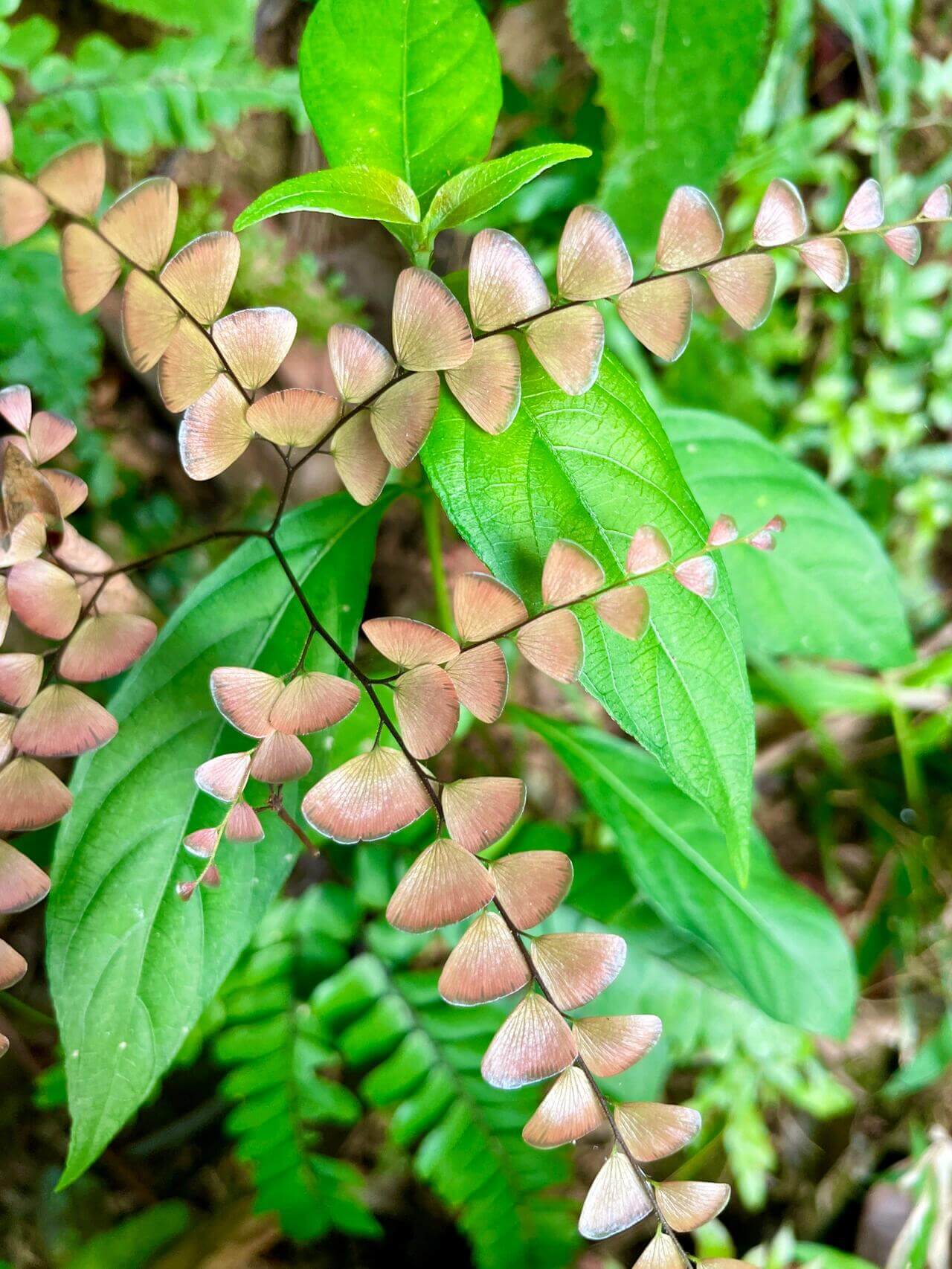 Adiantum flabellulatum is a species of maidenhair fern in the family Pteridaceae. It is native to tropical and subtropical Asia, including India, Myanmar, southern China, Taiwan, southern Japanese islands, Thailand, Vietnam, Malesia, etc. It usually grows on humus-rich ground in open forests, on forest floors, banks, or rock ledges, often in acidic or sandy loam soils. Altitude range is up to about 580 m in some parts of its range.