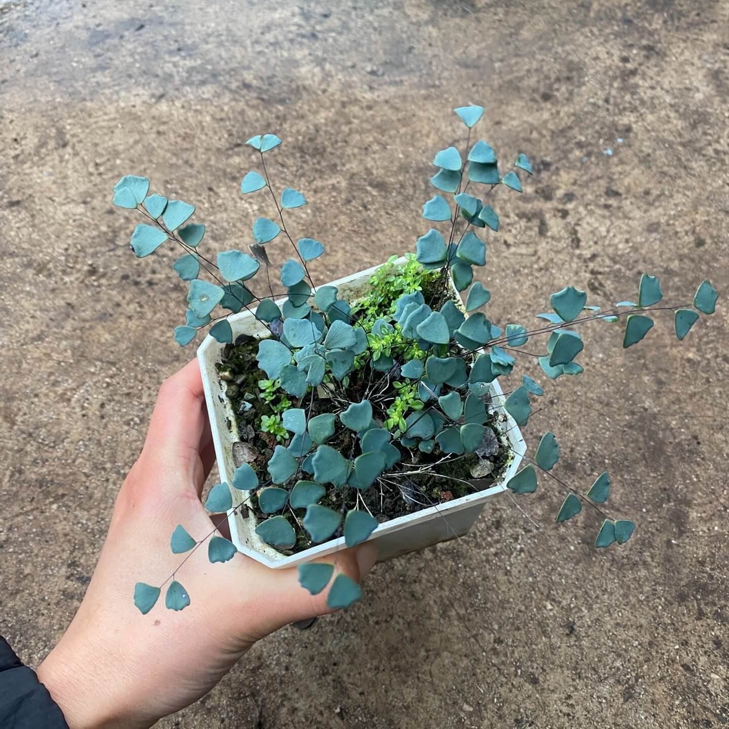 Adiantum gravesii is a rare and delicate fern native to southern China and northern Vietnam, known for its soft, mist-like appearance. With its small, rounded, fan-shaped fronds emerging from wiry black stems, this fern is perfect for adding a touch of elegance to any indoor or shaded outdoor space. Its fine-textured foliage and compact growth habit make it ideal for containers, terrariums, or shaded garden areas.