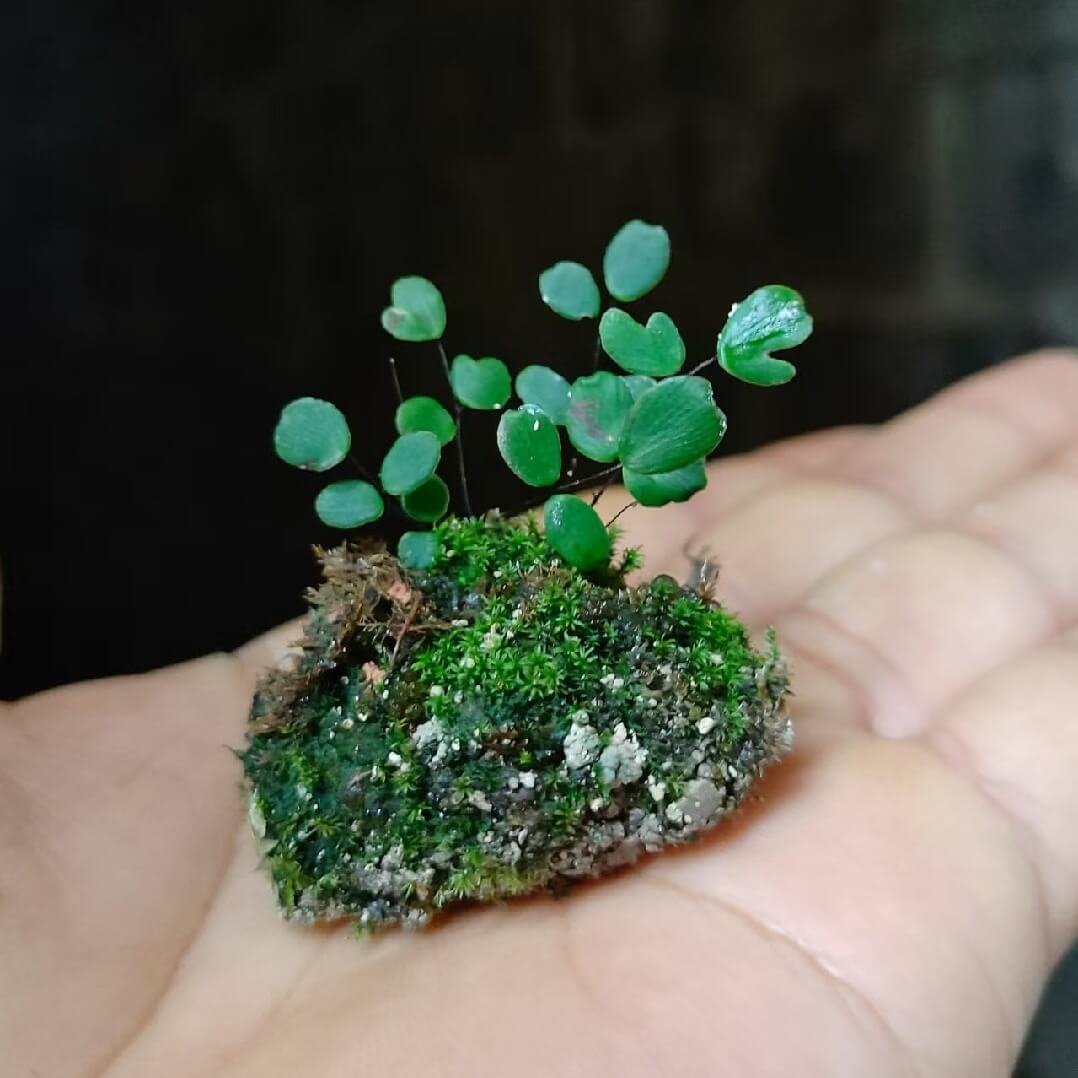 Adiantum mariesii, also known as the Micro Fern, is a delicate species native to China, occurring in regions such as Guangxi, Guizhou, Hubei, and Sichuan. It naturally thrives on wet rock ledges and crevices where humidity is consistently high and moisture abundant.