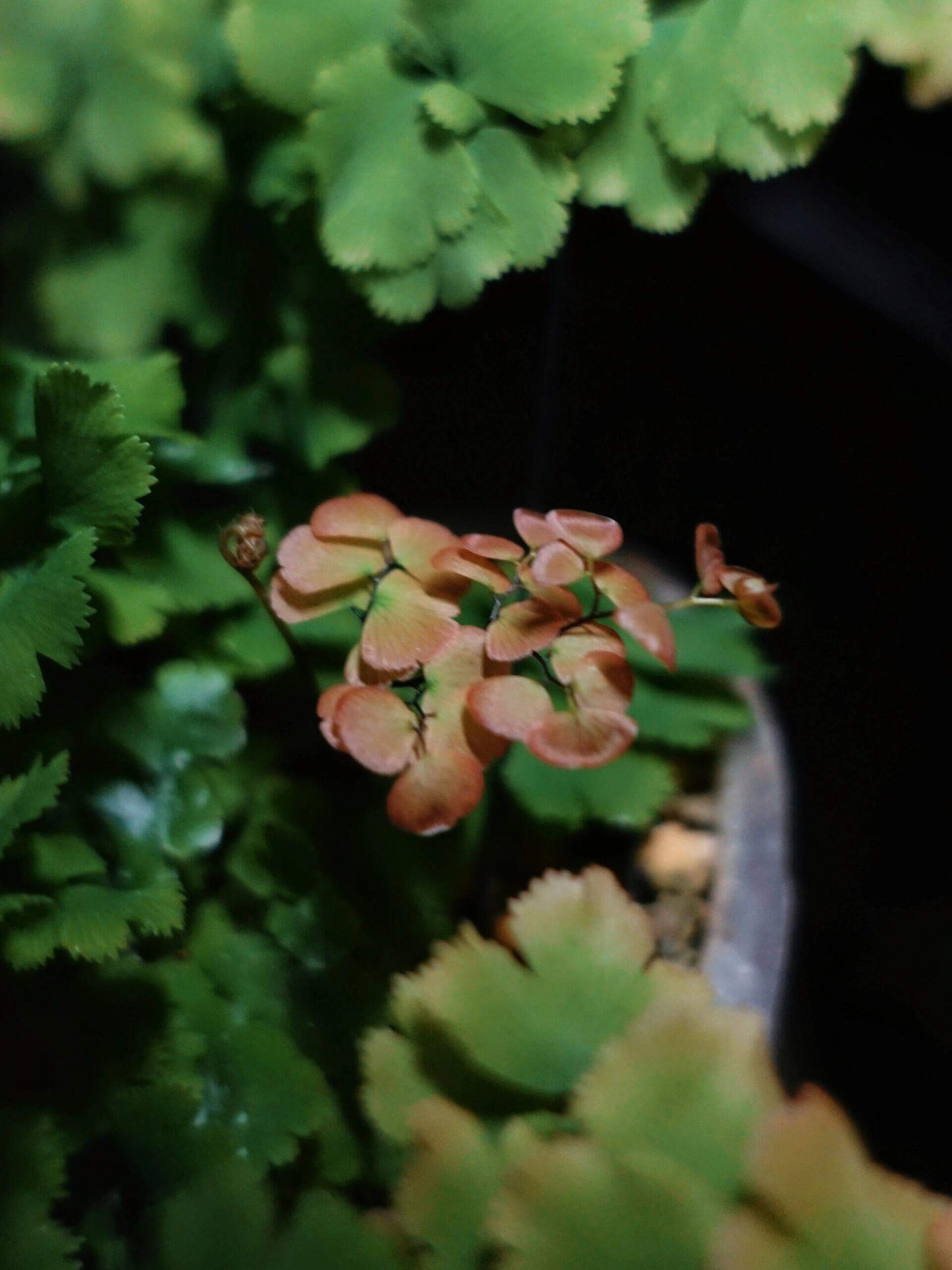 Adiantum tenerum cv. Bessoniae, or Bessoniae Maidenhair Fern, is a compact fern growing 10–12 inches tall with stiff, erect fronds. New fronds emerge pink and mature to green, forming rounded, slow-growing clumps—perfect for indoor or terrarium displays.