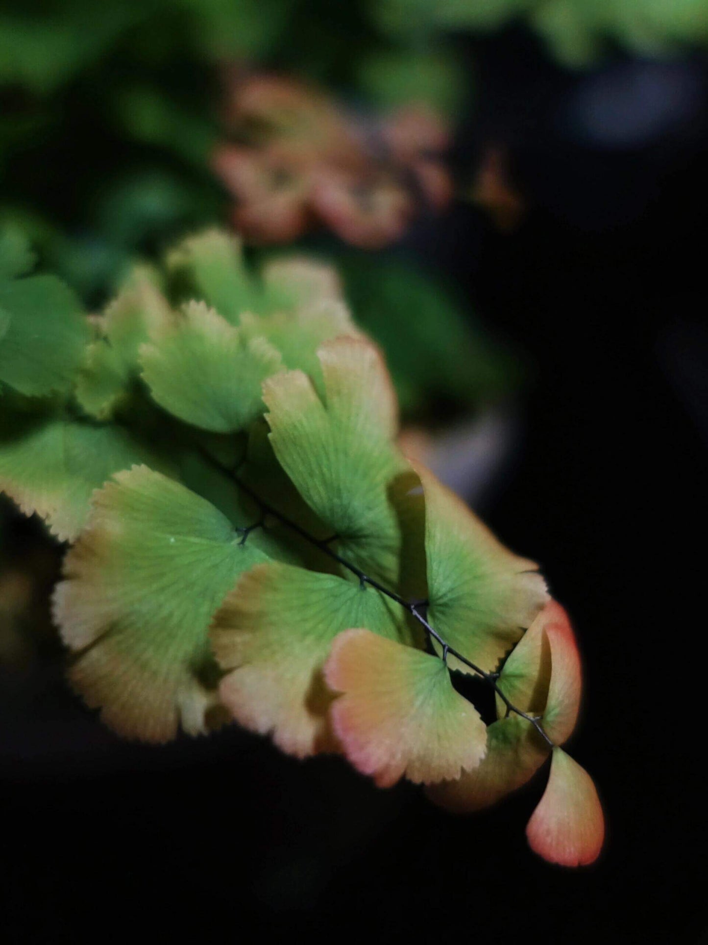 Adiantum tenerum cv. Bessoniae, or Bessoniae Maidenhair Fern, is a compact fern growing 10–12 inches tall with stiff, erect fronds. New fronds emerge pink and mature to green, forming rounded, slow-growing clumps—perfect for indoor or terrarium displays.