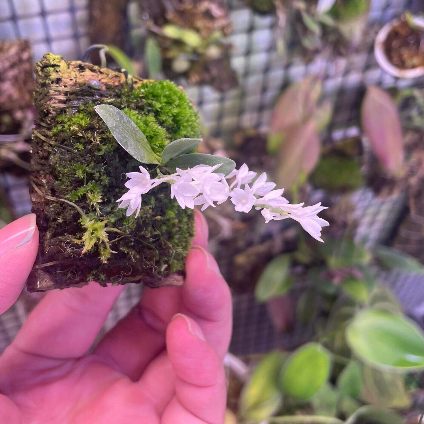 Aerangis hyaloides is a miniature epiphytic orchid species in the Orchidaceae family, endemic to Madagascar. It’s particularly prized by orchid enthusiasts for its small size and delicate, translucent white flowers that can appear to sparkle in the light.