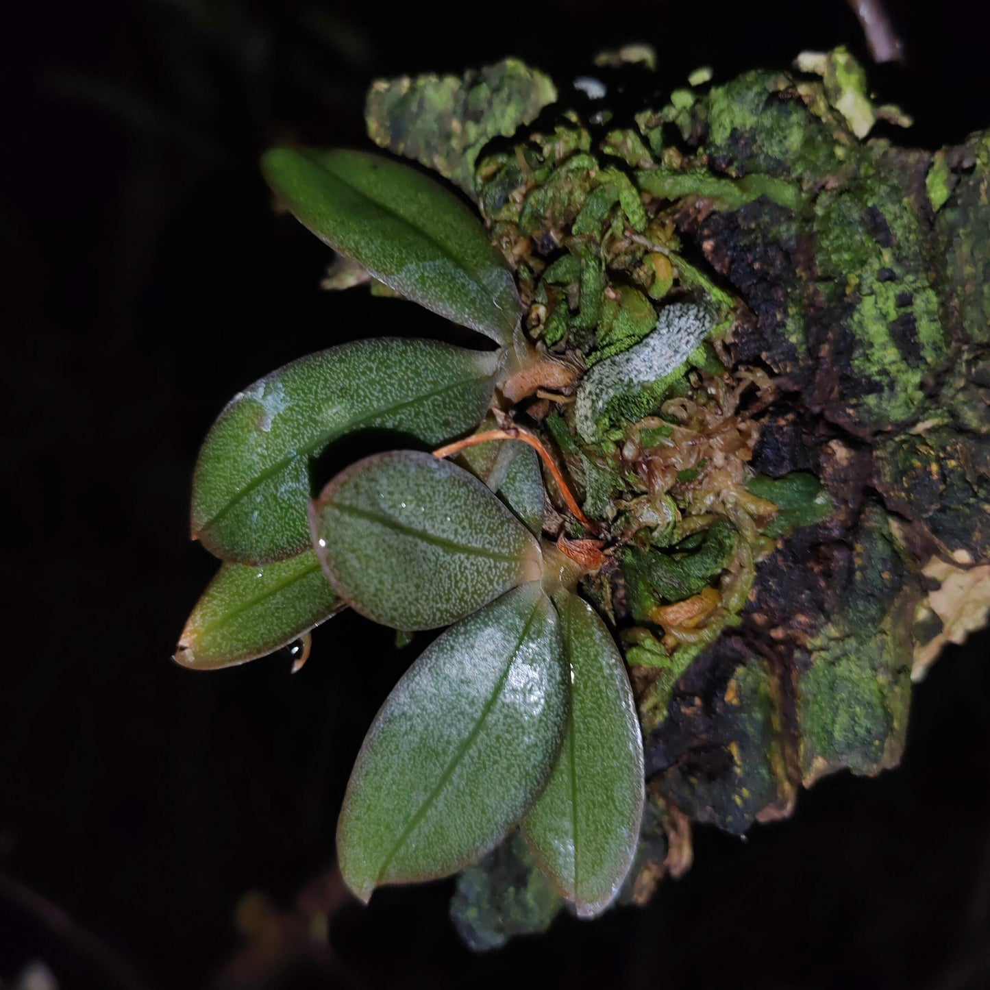 Aerangis punctata is a rare and exquisite miniature orchid species native to the central highlands of Madagascar and Réunion Island. This epiphytic orchid thrives at elevations between 900 and 1,500 meters in humid, shaded forests, typically growing on shrubs and trees.