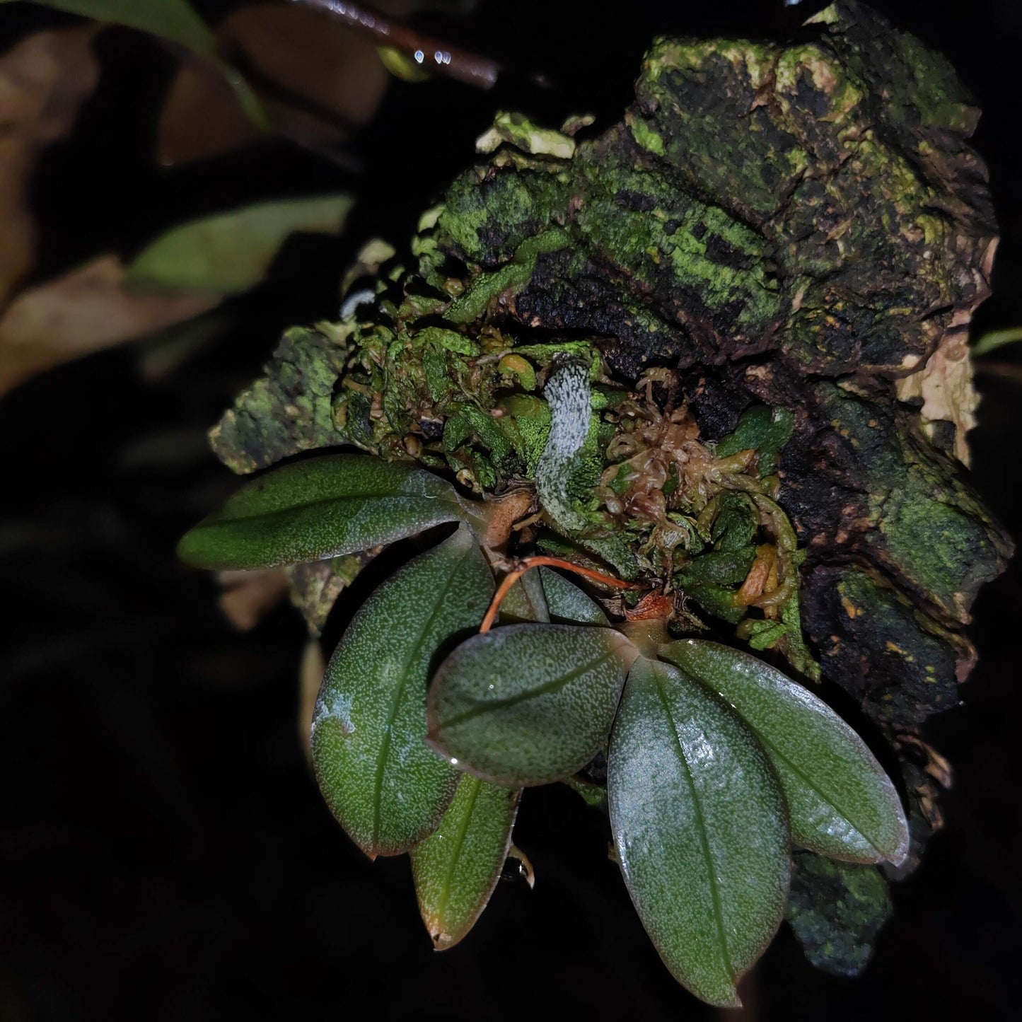 Aerangis punctata is a rare and exquisite miniature orchid species native to the central highlands of Madagascar and Réunion Island. This epiphytic orchid thrives at elevations between 900 and 1,500 meters in humid, shaded forests, typically growing on shrubs and trees.