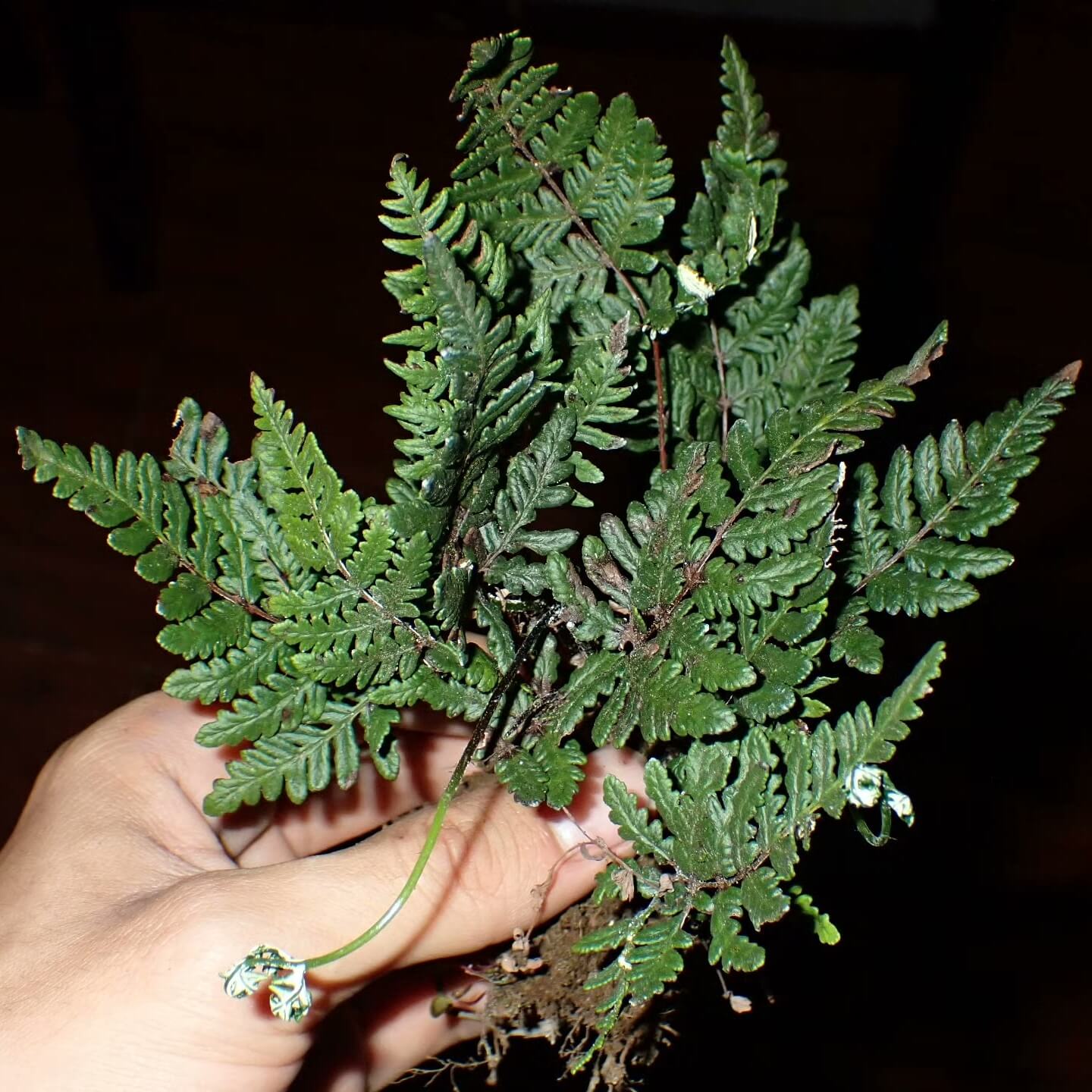 Aleuritopteris chrysophylla is a small to medium-sized fern from the Pteridaceae family and the Aleuritopteris genus, making it a rare plant within the Aleuritopteris species. The fronds are pinnately divided and covered with golden-yellow powder on the underside, creating a distinctive and beautiful appearance. The leaves typically grow to 10-15 cm, making this fern ideal for rainforest terrariums, potted plants, or placing in offices and on balconies.