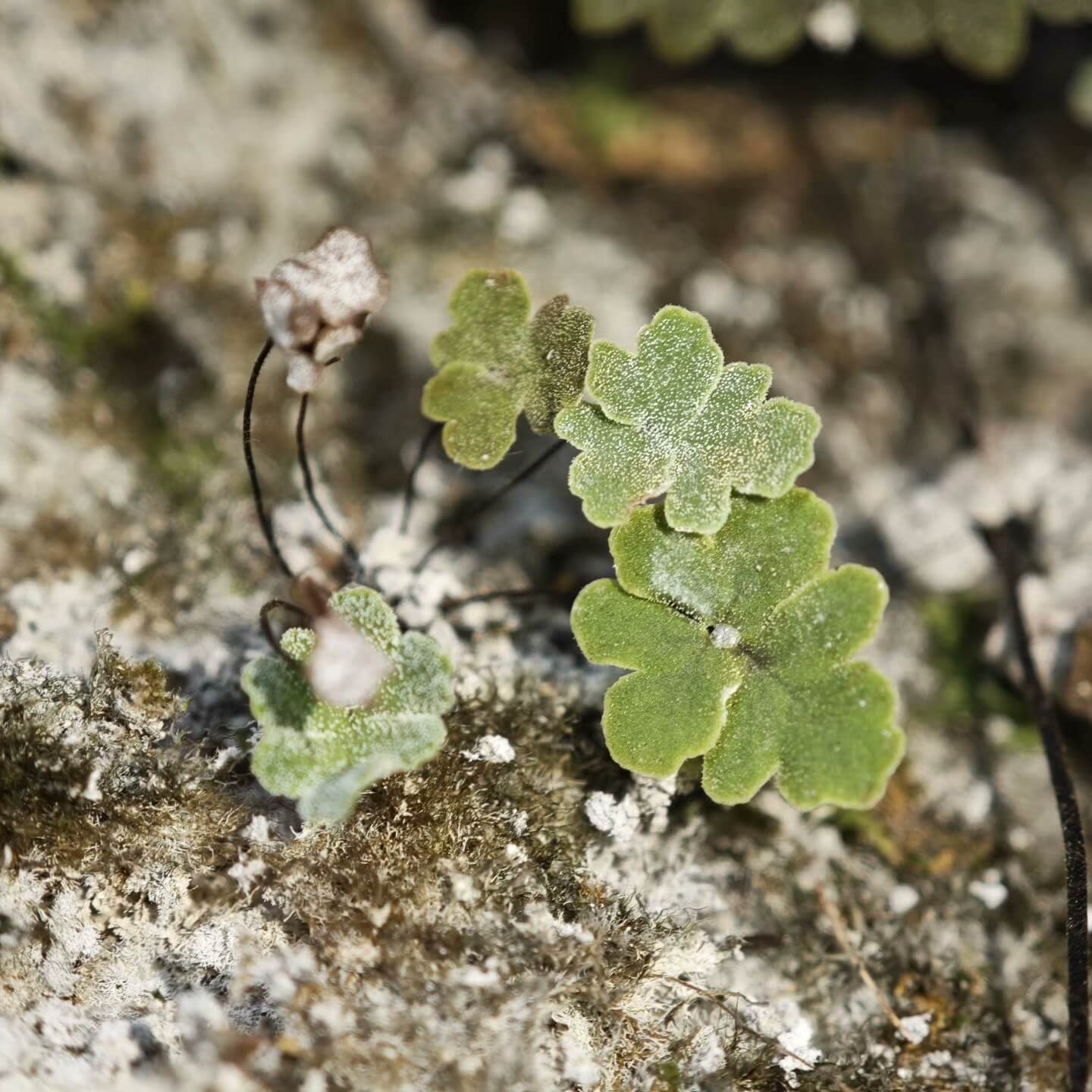 Aleuritopteris sichouensis is a small epiphytic fern from the Pteridaceae family and the Aleuritopteris genus. This species is native to China and Vietnam, making it an excellent choice for tropical and subtropical plant enthusiasts.