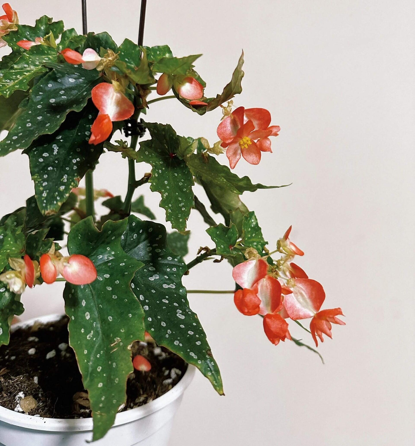 Angel Wing Begonia (Begonia 'Lois Burke') is a bushy, cane-type hybrid prized for its foliage and blooms. Its bright green leaves are adorned with small silver spots, creating a striking visual contrast. The plant produces clusters of tangerine-orange flowers almost year-round, making it both decorative and floriferous.