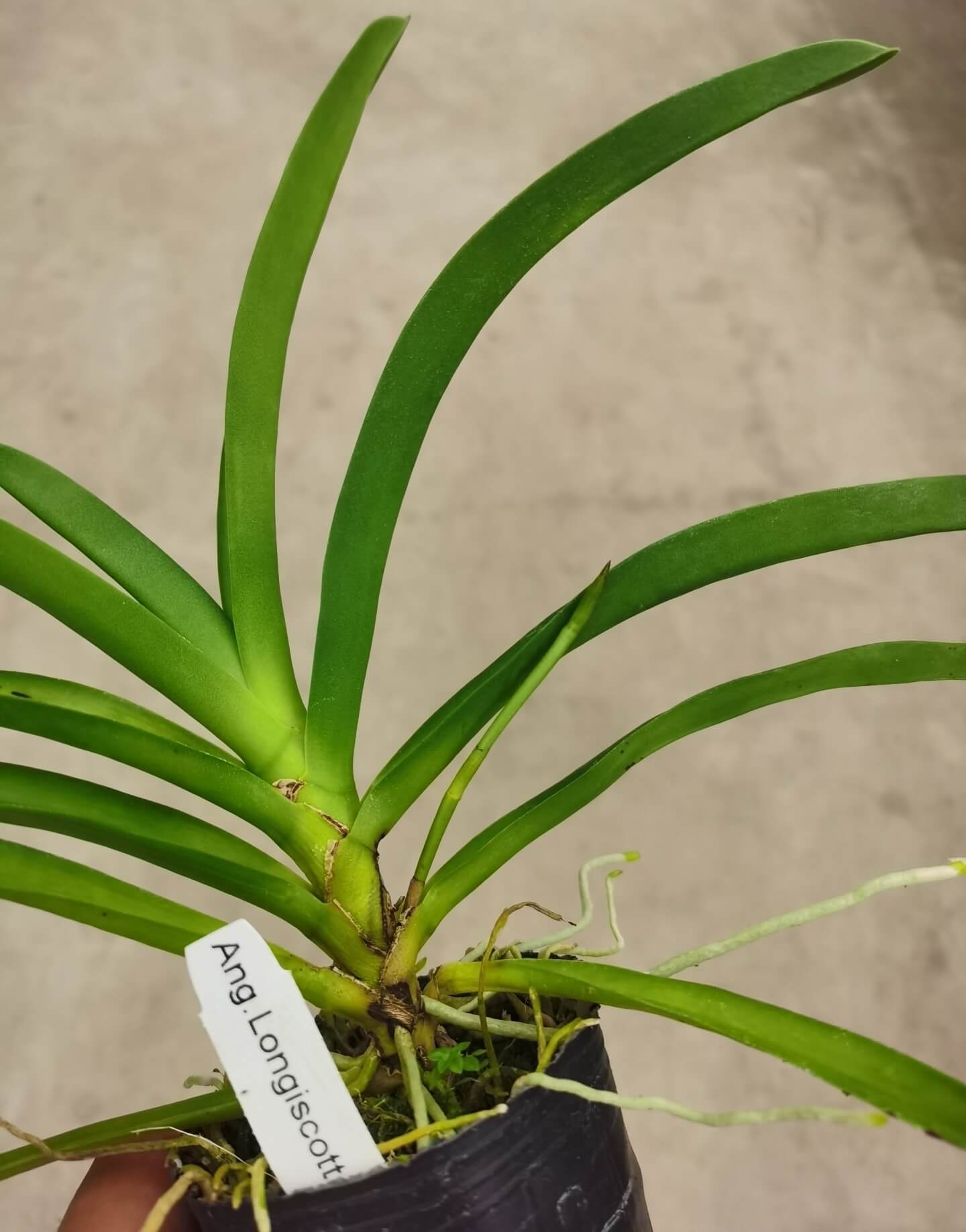 Registered by F. Hillerman in 1982, Angraecum Longiscott is a primary hybrid (grex) formed from a cross between Angraecum longicalcar and Angraecum scottianum.