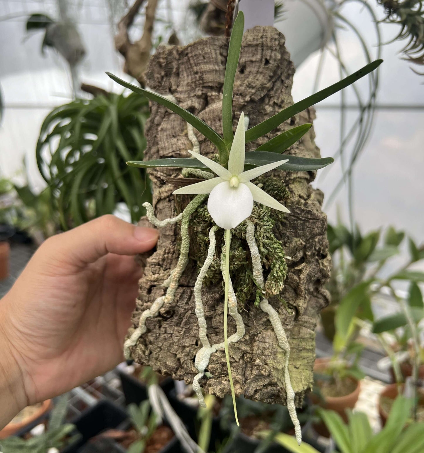Angraecum didieri is a miniature to small-sized epiphytic orchid, native to the humid evergreen forests of eastern to southeastern Madagascar, where it typically grows at elevations of 600–1500 m.
