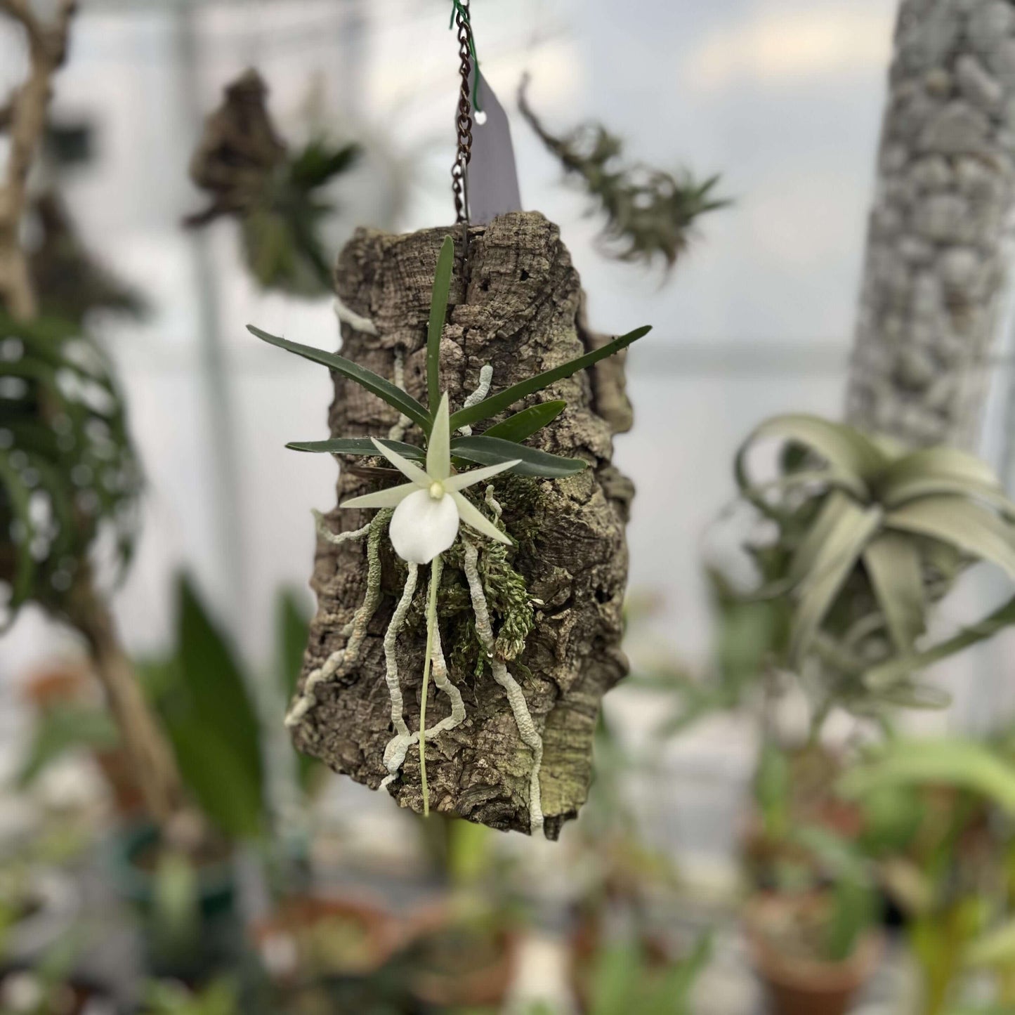 Angraecum didieri is a miniature to small-sized epiphytic orchid, native to the humid evergreen forests of eastern to southeastern Madagascar, where it typically grows at elevations of 600–1500 m.