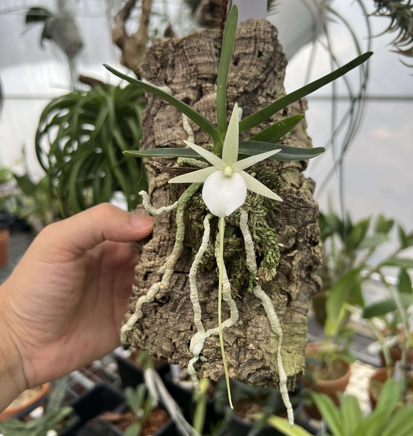 Angraecum didieri is a miniature to small-sized epiphytic orchid, native to the humid evergreen forests of eastern to southeastern Madagascar, where it typically grows at elevations of 600–1500 m.