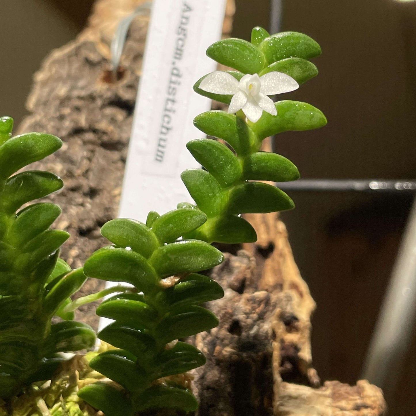 Angraecum distichum is distributed across sub-Saharan tropical Africa, from Sierra Leone to Uganda and Angola. It thrives in wet tropical forests at elevations between 200 and 1,600 meters. This slow-growing miniature orchid is either epiphytic or lithophytic, and is characterized by flat, distichous (two-ranked) leaves arranged in a braided, chain-like fashion.