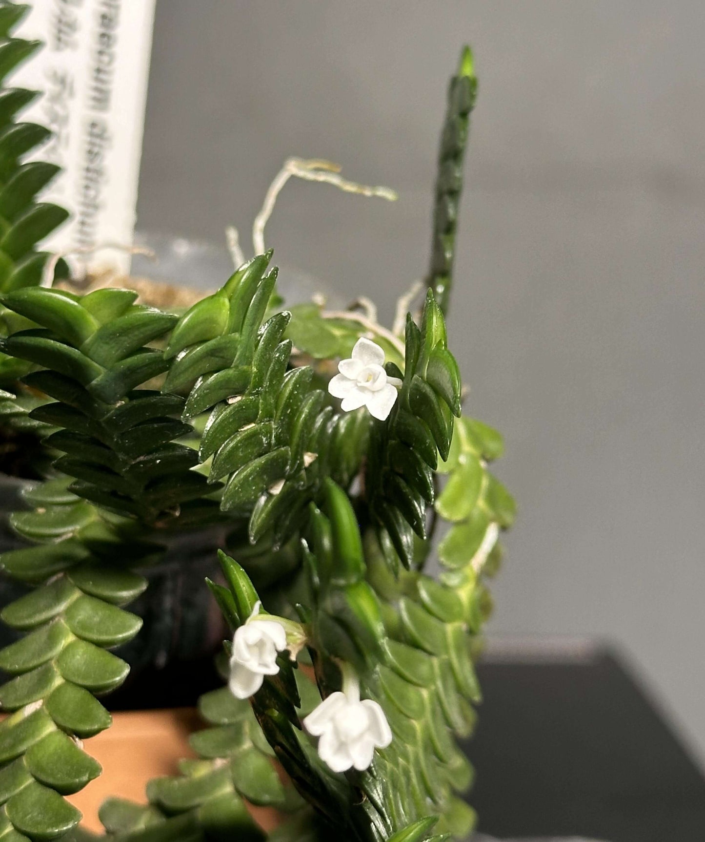 Angraecum distichum is distributed across sub-Saharan tropical Africa, from Sierra Leone to Uganda and Angola. It thrives in wet tropical forests at elevations between 200 and 1,600 meters. This slow-growing miniature orchid is either epiphytic or lithophytic, and is characterized by flat, distichous (two-ranked) leaves arranged in a braided, chain-like fashion.