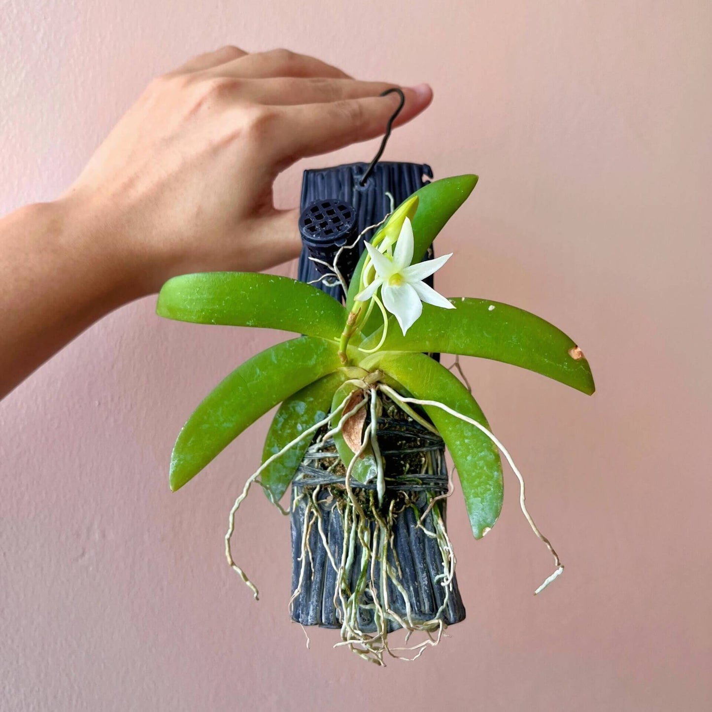 Angraecum leonis is native to Madagascar and the Comoro Islands, where it typically grows as an epiphyte at elevations from sea level up to 1,200 meters.