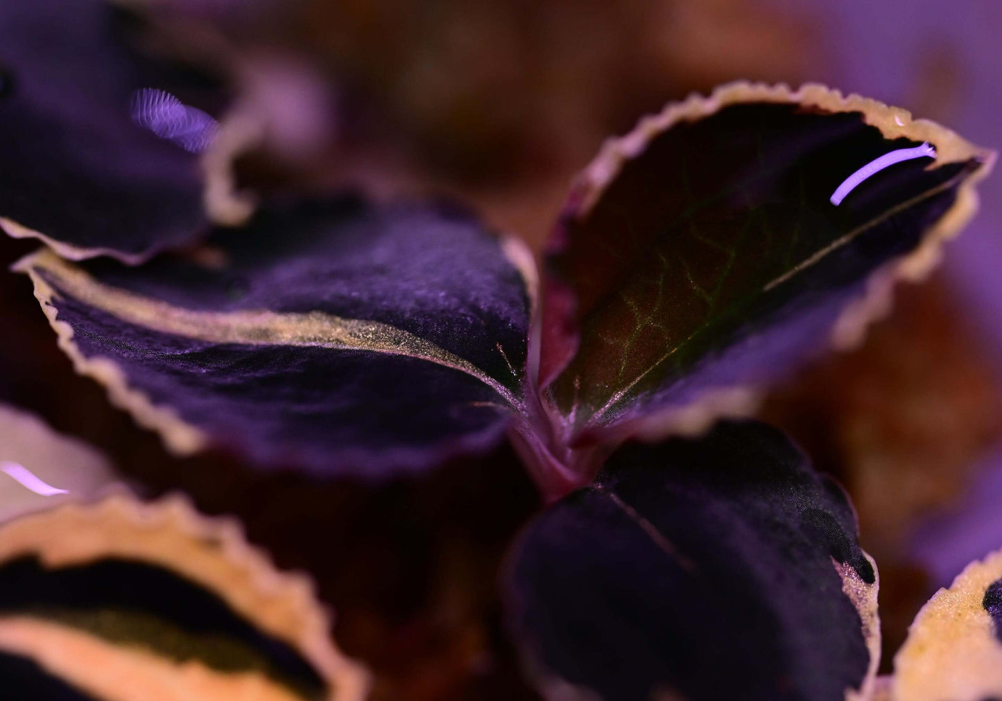 Anoectochilus 'Black Swan' Jewel Orchid is a rare and captivating terrestrial orchid, prized for its striking foliage. The leaves are a deep, velvety black-green, dramatically accented with a fine golden variegation tracing the outer edges, creating a luminous border that highlights their elegant form.