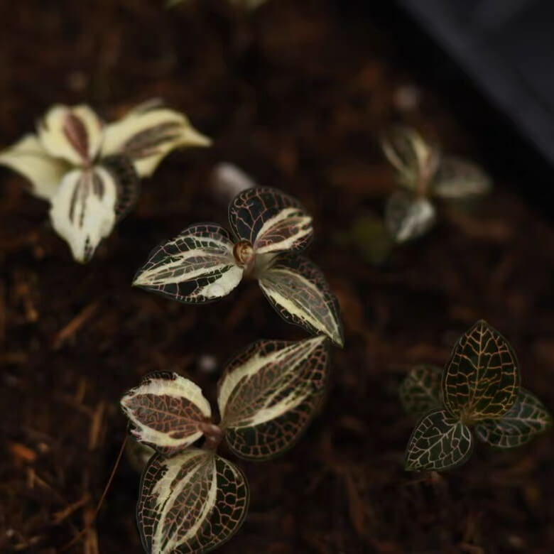Anoectochilus roxburghii 'Albomarginata' is a miniature to small-sized, hot to cool-growing terrestrial orchid that thrives in rich humus within damp crevices. With its compact growth habit and preference for high humidity and low light, it is well-suited for terrarium cultivation.