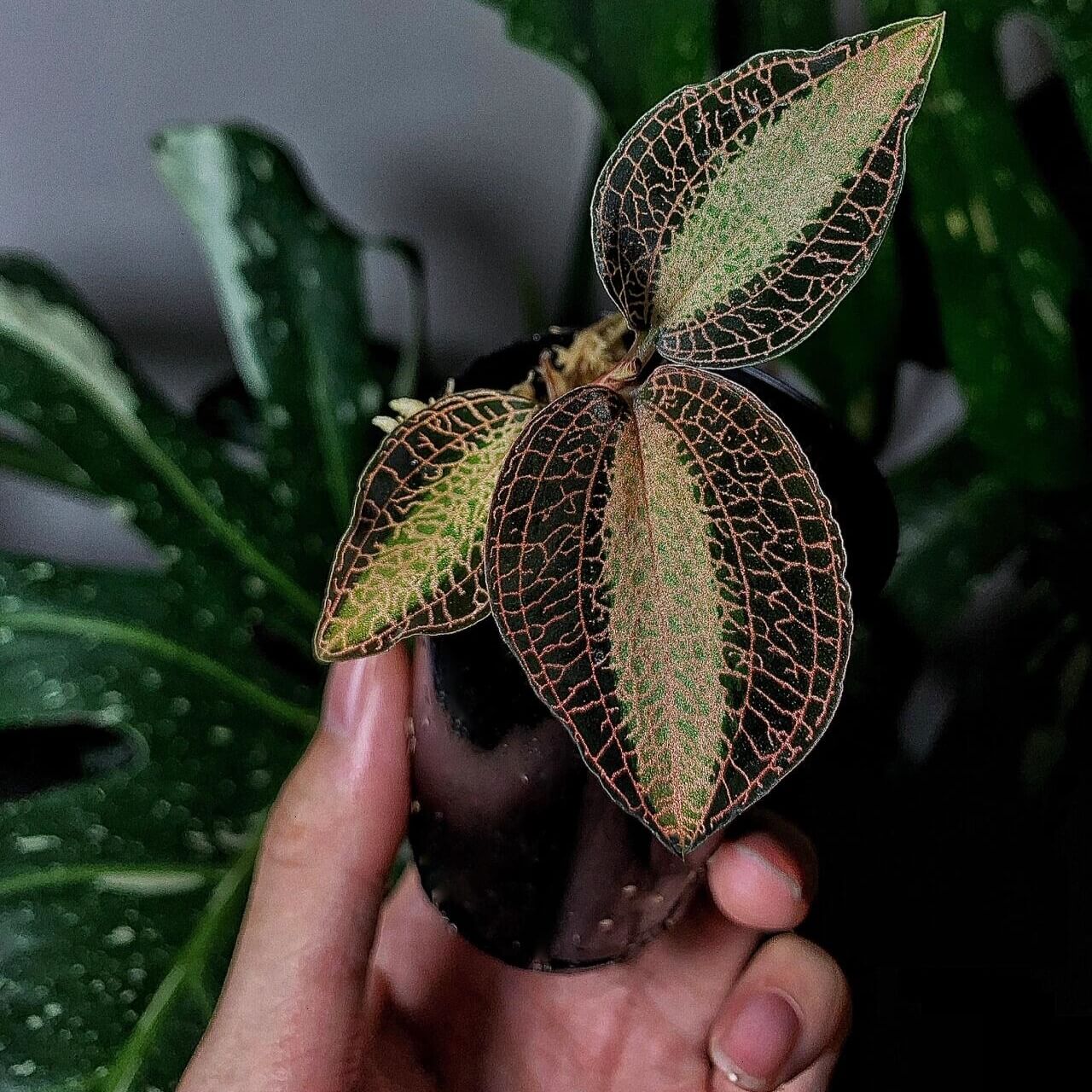 Anoectochilus roxburghii variegated is a cultivar of Anoectochilus roxburghii (Wall.) Lindl. It is a miniature to small sized, hot to cool growing terrestrial orchid in rich humus in damp crevasses with subcordate to ovate-acute, velvety, dark lime-green reticulated with gold leaves that are purple black on the underside that blooms in the fall.