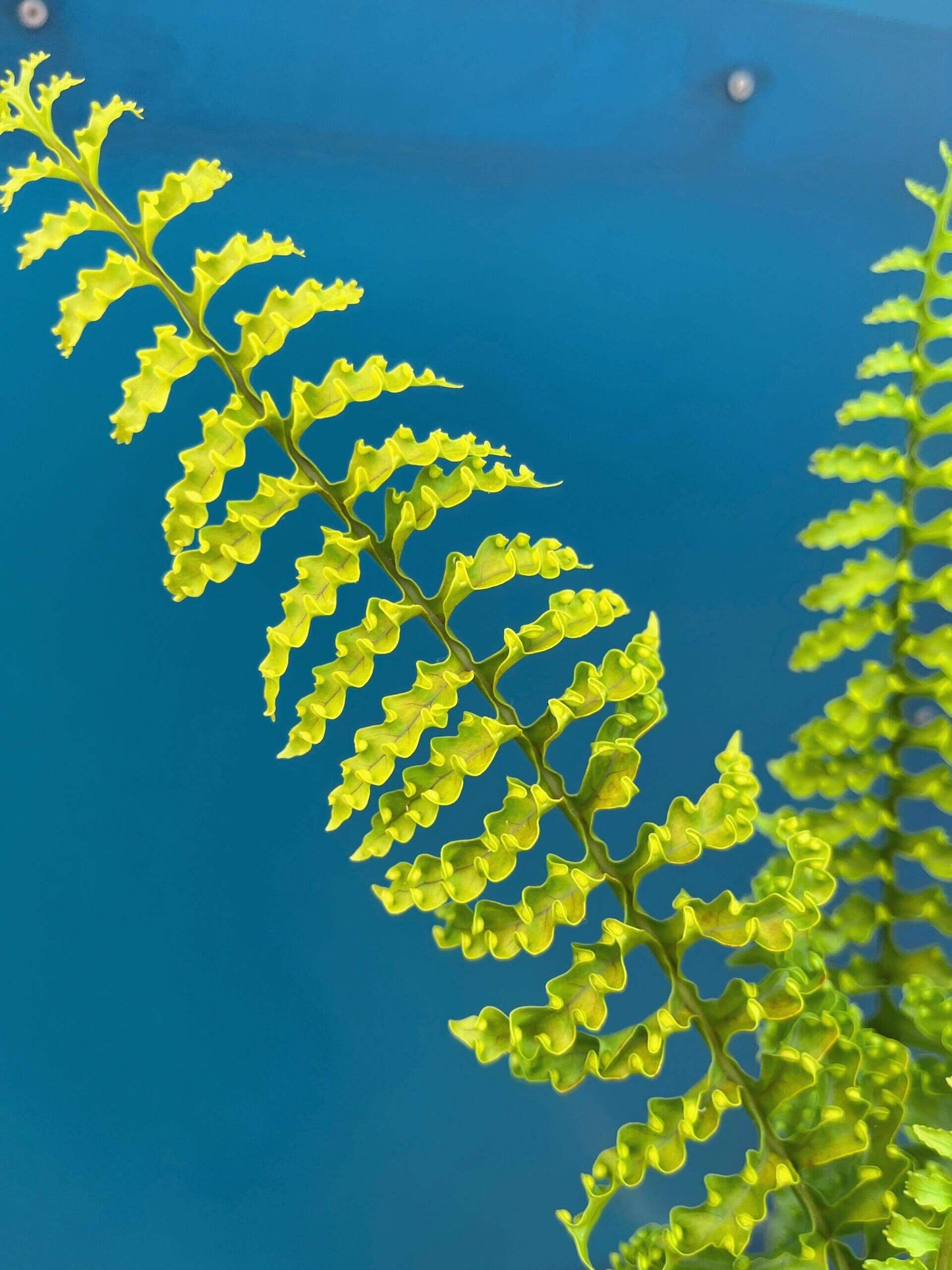 Lecanopteris luzonensis—commonly called the Luzon ant fern—is an epiphytic fern native to the island of Luzon in the Philippines. It features a swollen, hollow rhizome (caudex) that often houses ants, offering both shelter for insects and protective, nutrient-rich benefits for the fern.