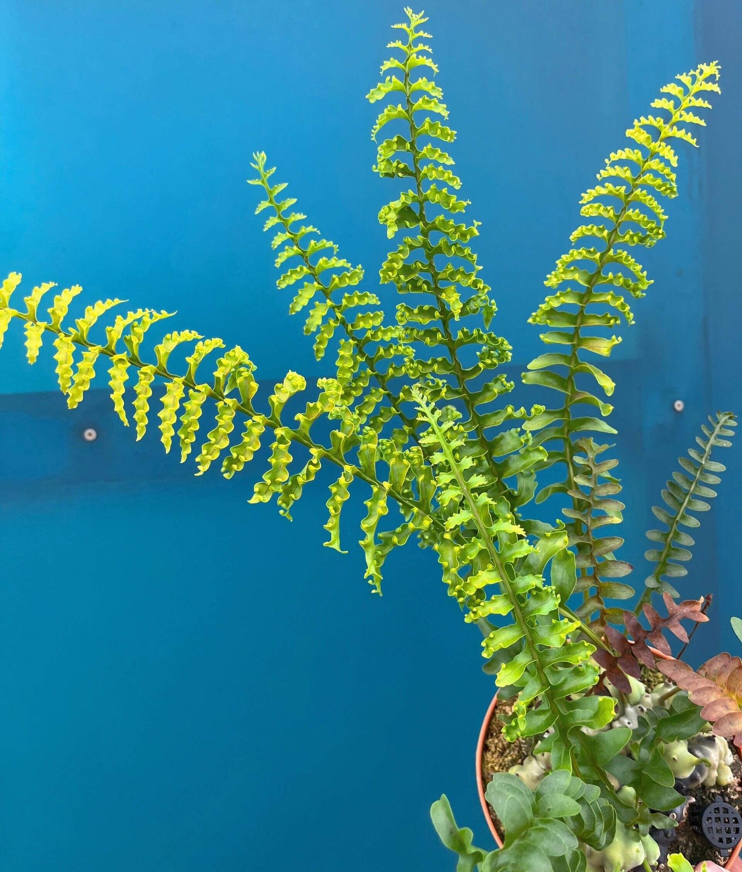 Lecanopteris luzonensis—commonly called the Luzon ant fern—is an epiphytic fern native to the island of Luzon in the Philippines. It features a swollen, hollow rhizome (caudex) that often houses ants, offering both shelter for insects and protective, nutrient-rich benefits for the fern.