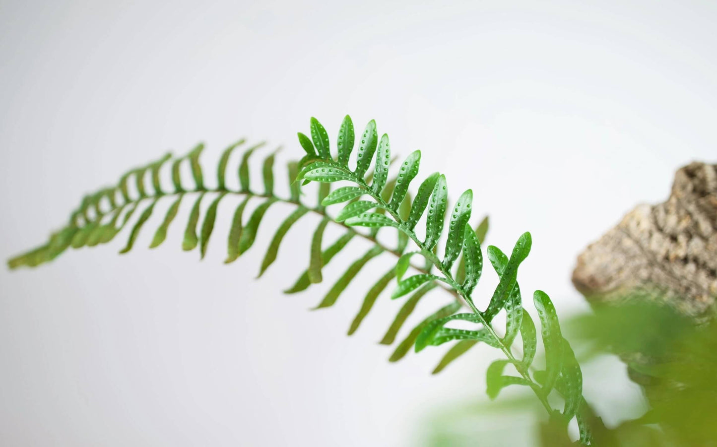 Lecanopteris mirabilis, also known as the Ant Fern, is a tropical epiphytic fern native to Papua New Guinea and Sulawesi. Its species name, mirabilis, means “wonderful” or “marvelous.” Its flattened rhizomes—up to about 25 cm in diameter—form protective coverings under which ants may shelter.