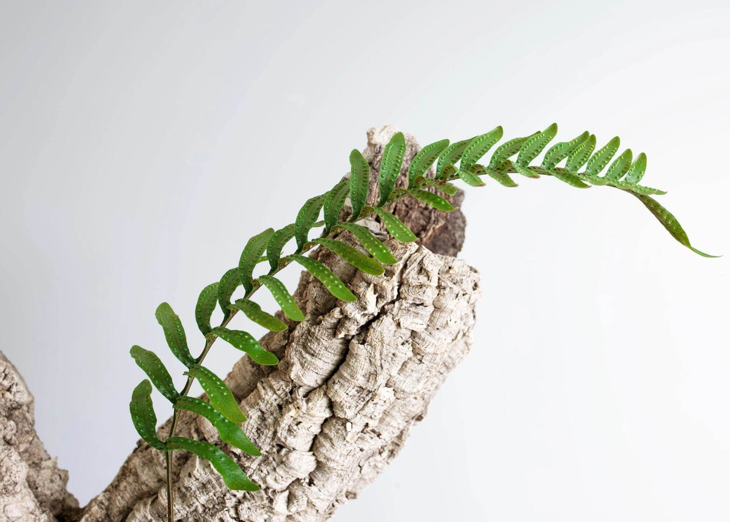 Lecanopteris mirabilis, also known as the Ant Fern, is a tropical epiphytic fern native to Papua New Guinea and Sulawesi. Its species name, mirabilis, means “wonderful” or “marvelous.” Its flattened rhizomes—up to about 25 cm in diameter—form protective coverings under which ants may shelter.