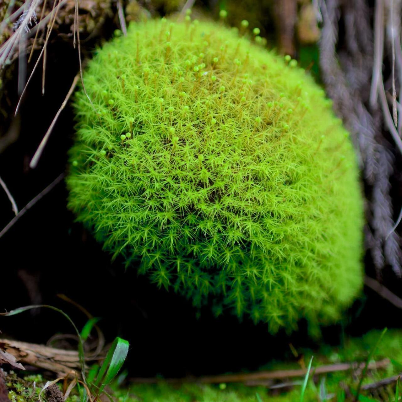 Bartramia pomiformis, commonly known as Apple Moss, is a species of moss belonging to the Bartramiaceae family and Bartramia genus. It typically grows in areas with high humidity, such as along streams, ditches, or on soil and rocks. The moss can grow in dense or sparse clumps, and mature colonies form bread-like clusters, while younger colonies are thinner. The plants are yellow-green, with brown interwoven pseudo-roots inside, growing to a height of 2-4 cm.