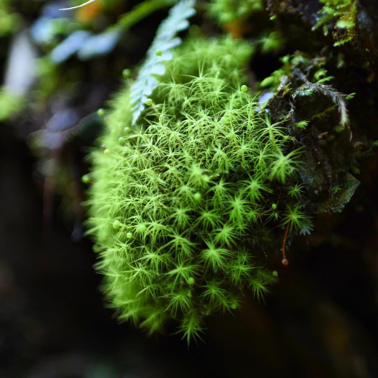 Bartramia pomiformis, commonly known as Apple Moss, is a species of moss belonging to the Bartramiaceae family and Bartramia genus. It typically grows in areas with high humidity, such as along streams, ditches, or on soil and rocks. The moss can grow in dense or sparse clumps, and mature colonies form bread-like clusters, while younger colonies are thinner. The plants are yellow-green, with brown interwoven pseudo-roots inside, growing to a height of 2-4 cm.