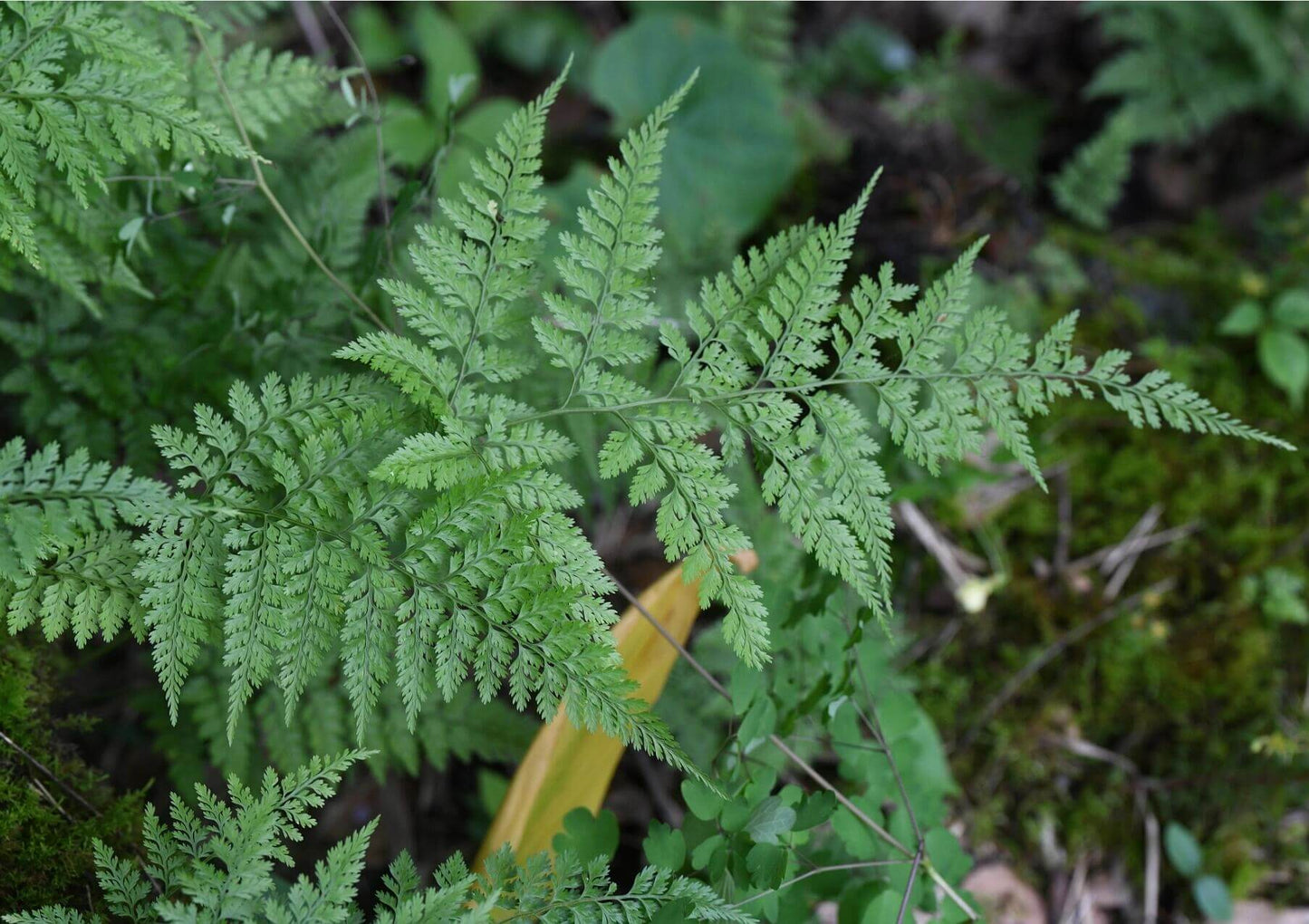 Araiostegia pseudocystopteris, commonly known as the Indian Rabbit Foot Fern, is an elegant fern native to India, the Eastern Himalayas, Vietnam, and southern China. Belonging to the Davalliaceae family and Araiostegia genus, it is often found growing on rocks and trees, with its characteristic "rabbit foot" rhizomes extending along the ground.