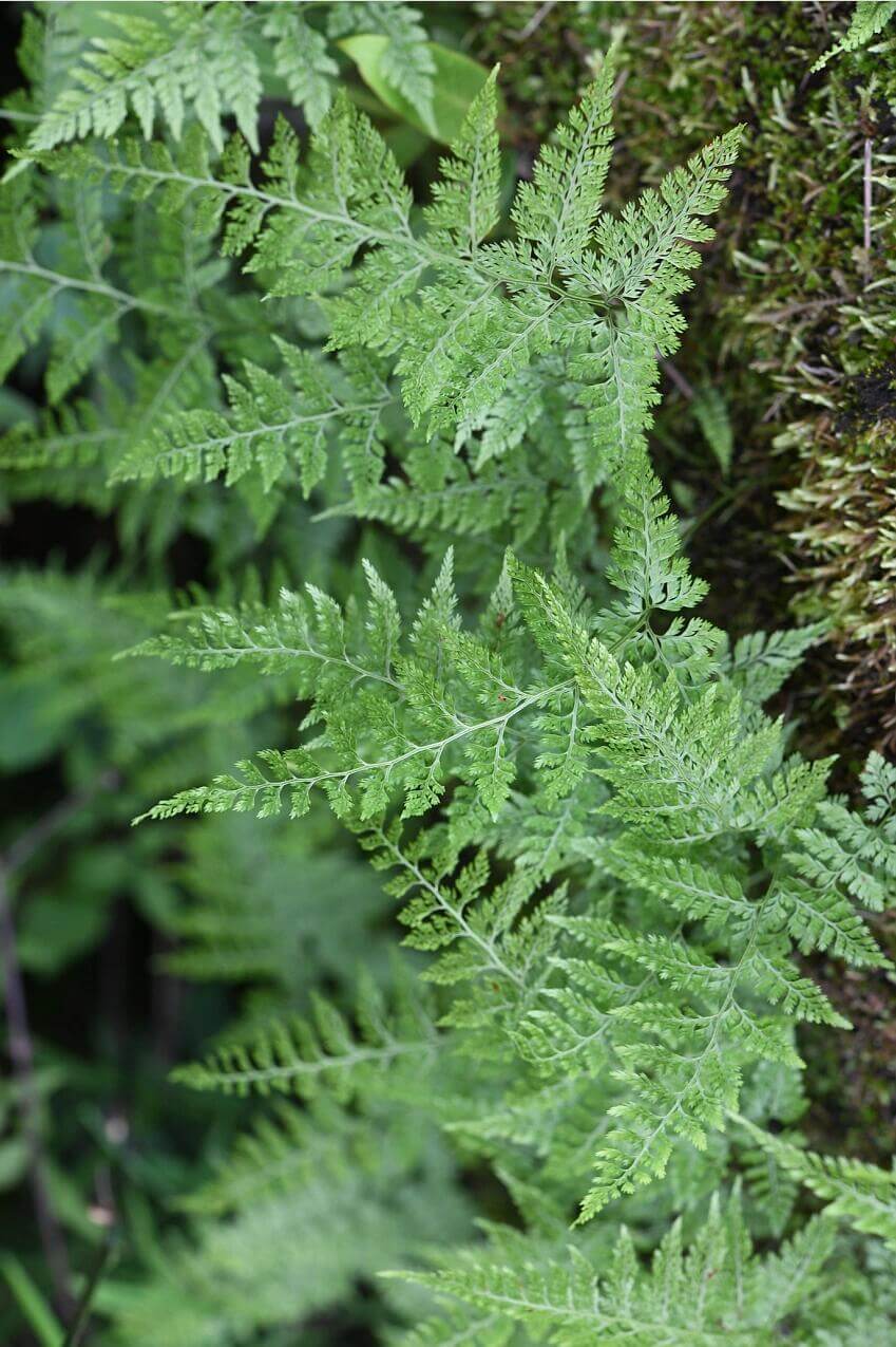 Araiostegia pseudocystopteris, commonly known as the Indian Rabbit Foot Fern, is an elegant fern native to India, the Eastern Himalayas, Vietnam, and southern China. Belonging to the Davalliaceae family and Araiostegia genus, it is often found growing on rocks and trees, with its characteristic "rabbit foot" rhizomes extending along the ground.