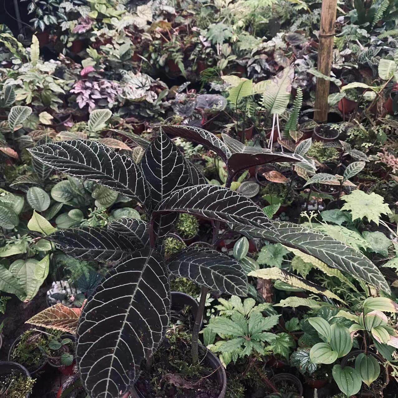 Ardisia gigantifolia, also known as the Giant Ardisia, is a rare and stunning plant native to Southeast Asia, particularly in regions such as southern China, Vietnam, Laos, and Thailand. This impressive species is part of the Primulaceae family and is admired for its large, leathery green leaves and unique growth characteristics. Its striking foliage and dense, bushy growth make it a captivating addition to any plant collection, ideal for both indoor spaces and tropical greenhouses.