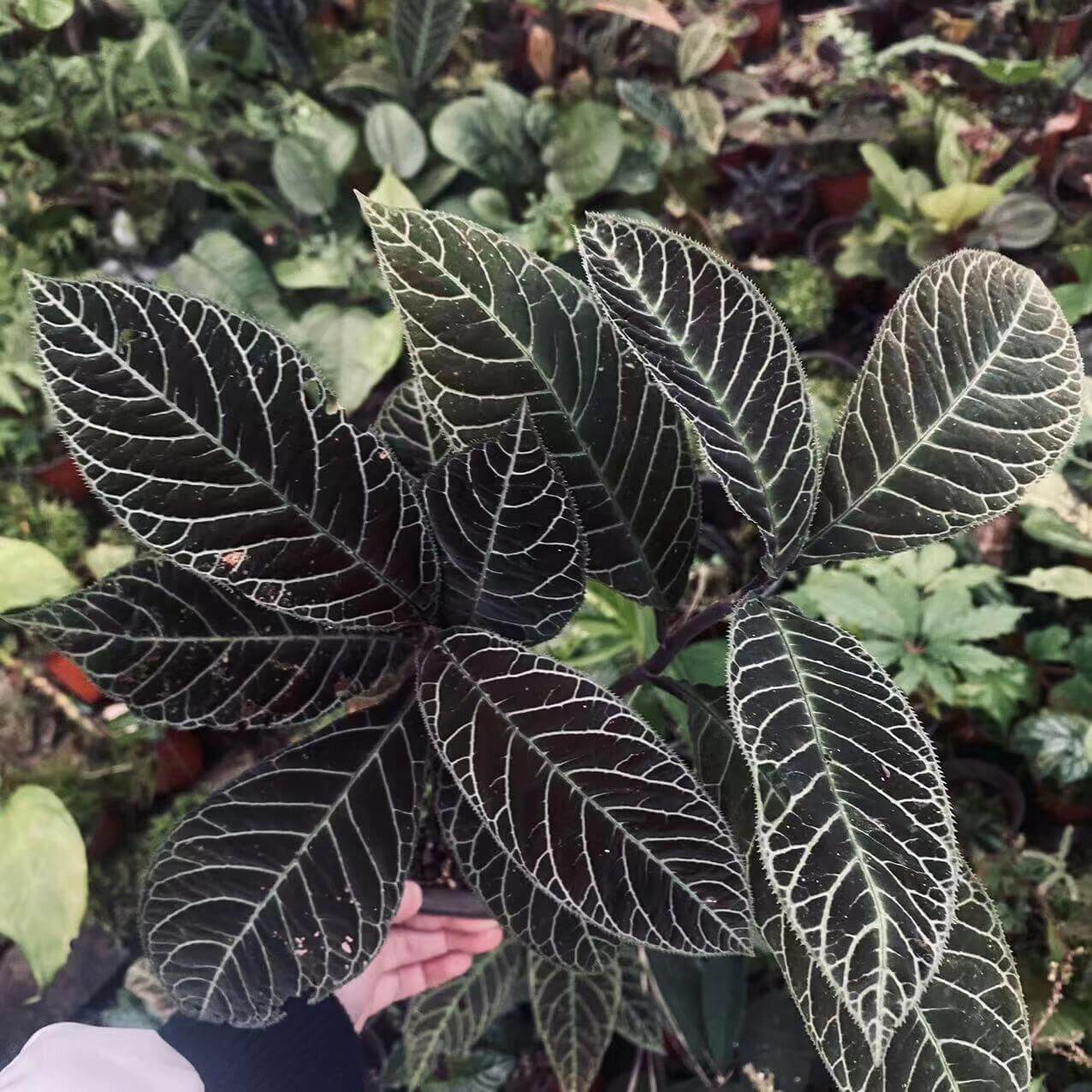Ardisia gigantifolia, also known as the Giant Ardisia, is a rare and stunning plant native to Southeast Asia, particularly in regions such as southern China, Vietnam, Laos, and Thailand. This impressive species is part of the Primulaceae family and is admired for its large, leathery green leaves and unique growth characteristics. Its striking foliage and dense, bushy growth make it a captivating addition to any plant collection, ideal for both indoor spaces and tropical greenhouses.