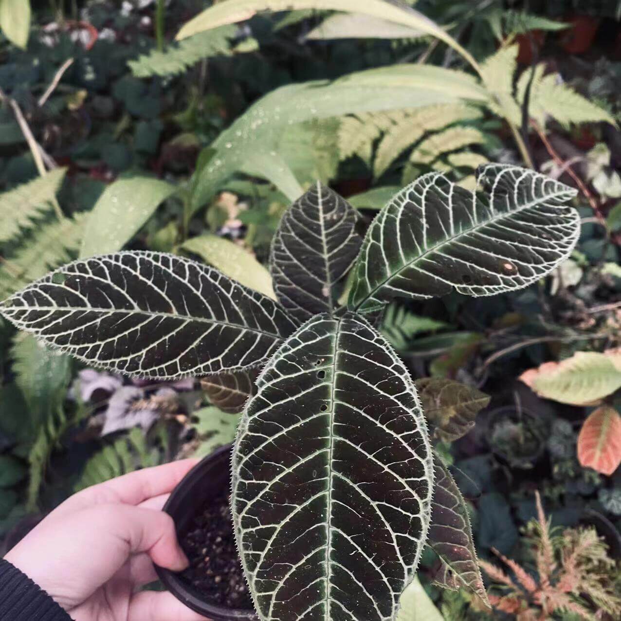 Ardisia gigantifolia, also known as the Giant Ardisia, is a rare and stunning plant native to Southeast Asia, particularly in regions such as southern China, Vietnam, Laos, and Thailand. This impressive species is part of the Primulaceae family and is admired for its large, leathery green leaves and unique growth characteristics. Its striking foliage and dense, bushy growth make it a captivating addition to any plant collection, ideal for both indoor spaces and tropical greenhouses.