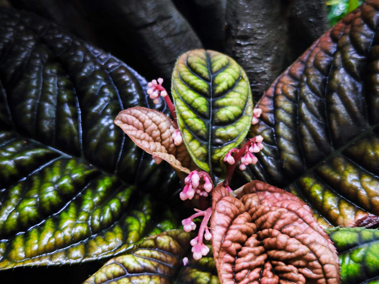 Ardisia sp. Wrinkled Leaf features distinct wrinkled leaves with prominent veins, creating a textured and intricate appearance. The leaves are thick and layered, with a slightly rough surface that gives them a resilient, robust feel. The combination of the wrinkles and the visible vein structure highlights the plant's strong, durable nature.