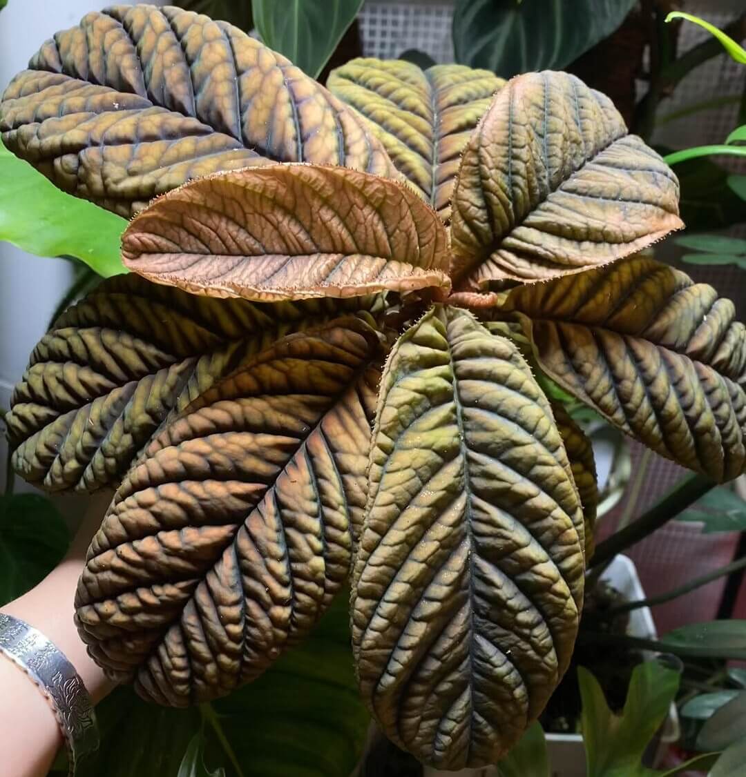 Ardisia sp. Wrinkled Leaf features distinct wrinkled leaves with prominent veins, creating a textured and intricate appearance. The leaves are thick and layered, with a slightly rough surface that gives them a resilient, robust feel. The combination of the wrinkles and the visible vein structure highlights the plant's strong, durable nature.