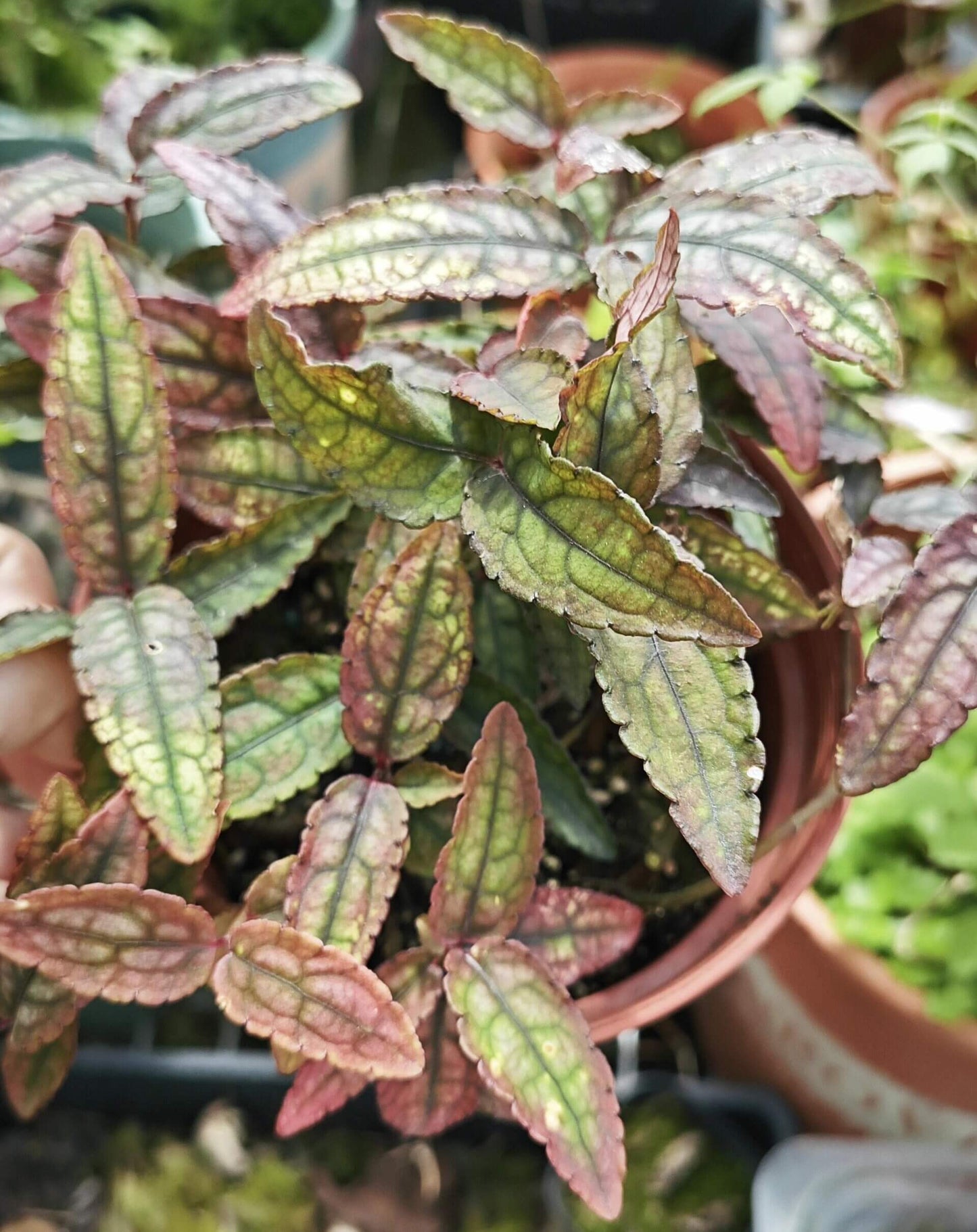 Ardisia violacea, or Violet-fruited Ardisia, is an elegant and striking plant native to Southeast Asia. Its glossy, dark green leaves and vibrant purple to violet fruits make it a standout addition to terrariums, tropical greenhouses, or any indoor plant collection. This compact shrub adds both beauty and color, thriving in environments with moderate light and high humidity, making it a perfect choice for indoor plant enthusiasts.