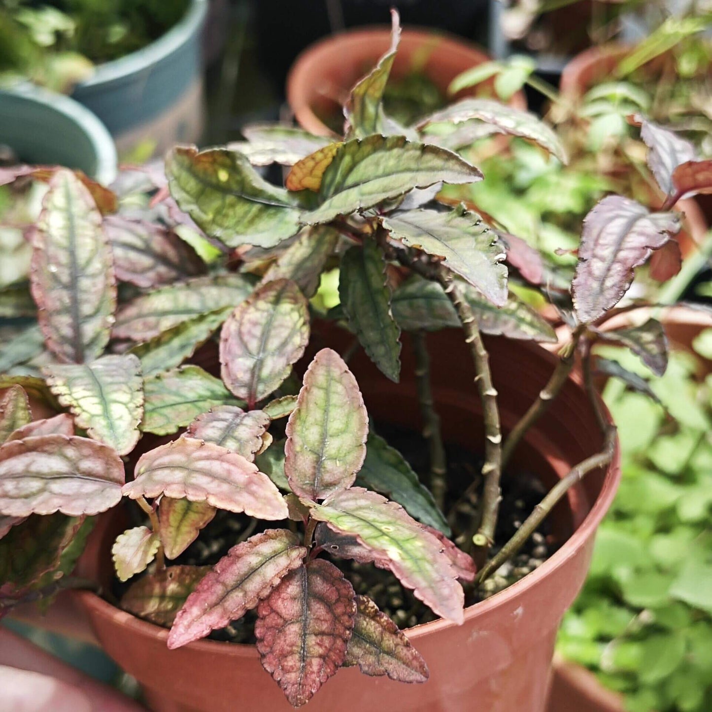 Ardisia violacea, or Violet-fruited Ardisia, is an elegant and striking plant native to Southeast Asia. Its glossy, dark green leaves and vibrant purple to violet fruits make it a standout addition to terrariums, tropical greenhouses, or any indoor plant collection. This compact shrub adds both beauty and color, thriving in environments with moderate light and high humidity, making it a perfect choice for indoor plant enthusiasts.