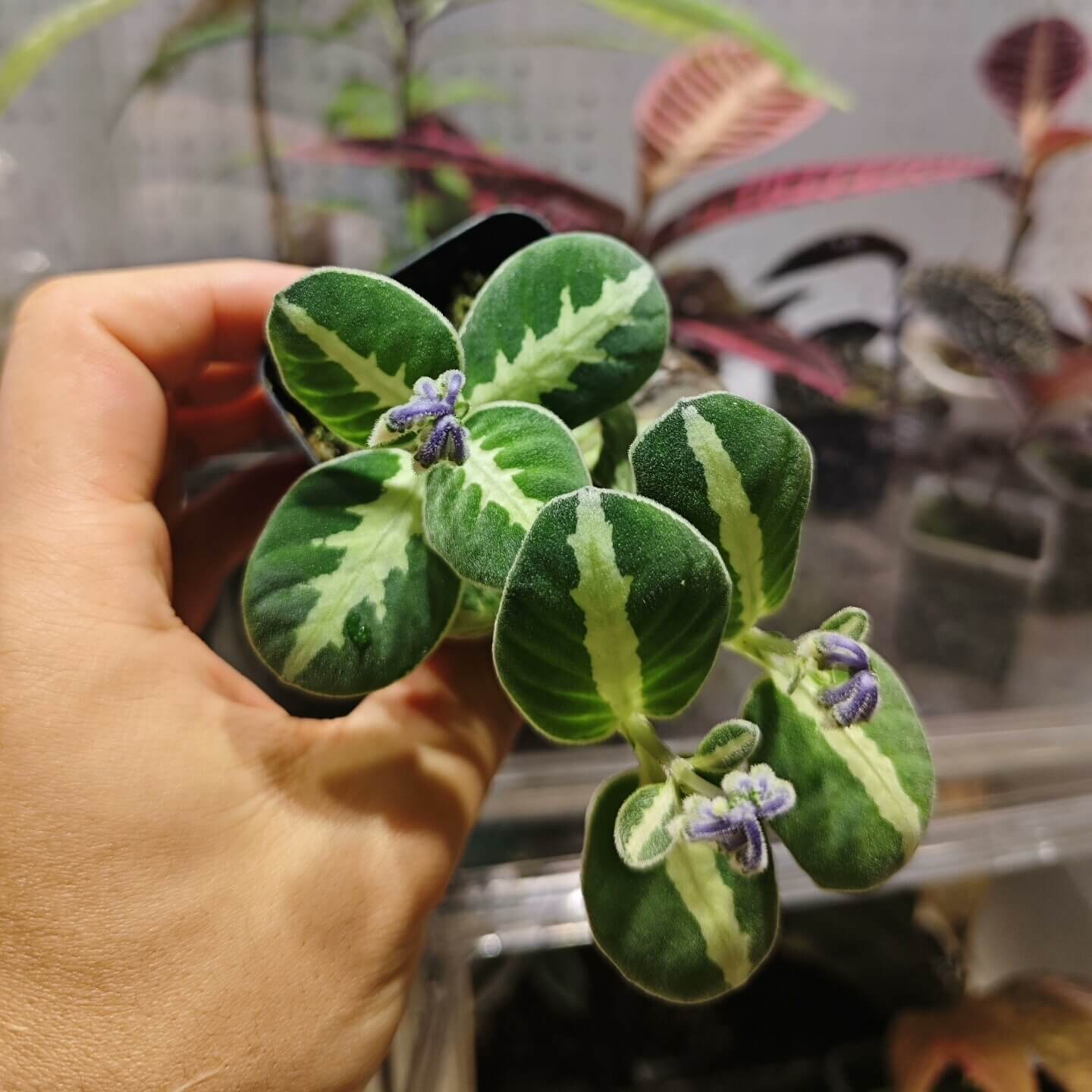 indoor plant pots argos Argostemma sp. White veins for Sale – Begin With Plants